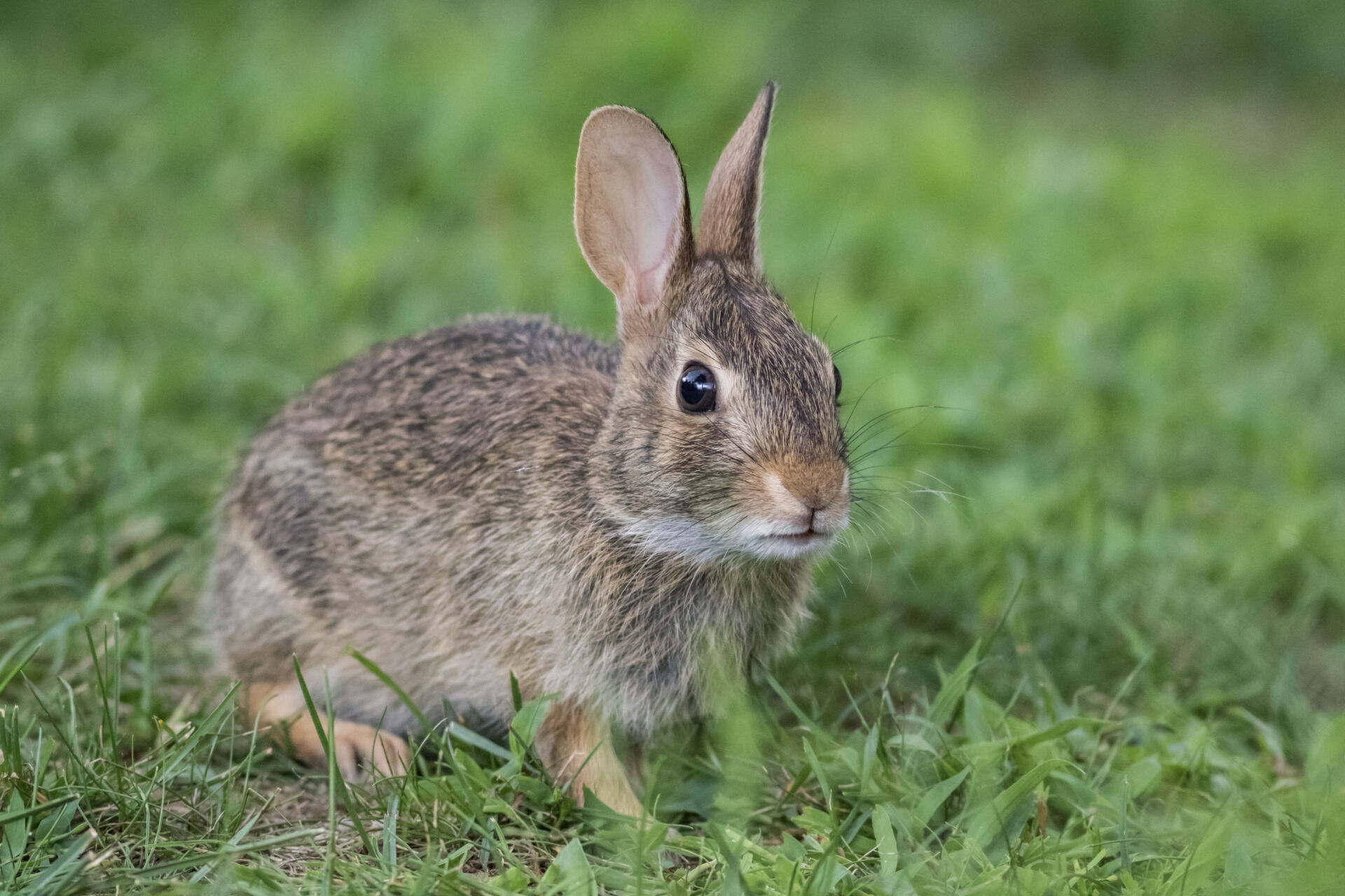 Rabbit proofing for agricultural land