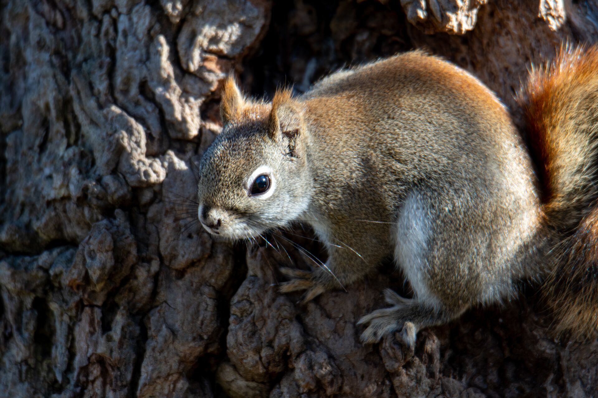 Squirrel damage prevention for farms
