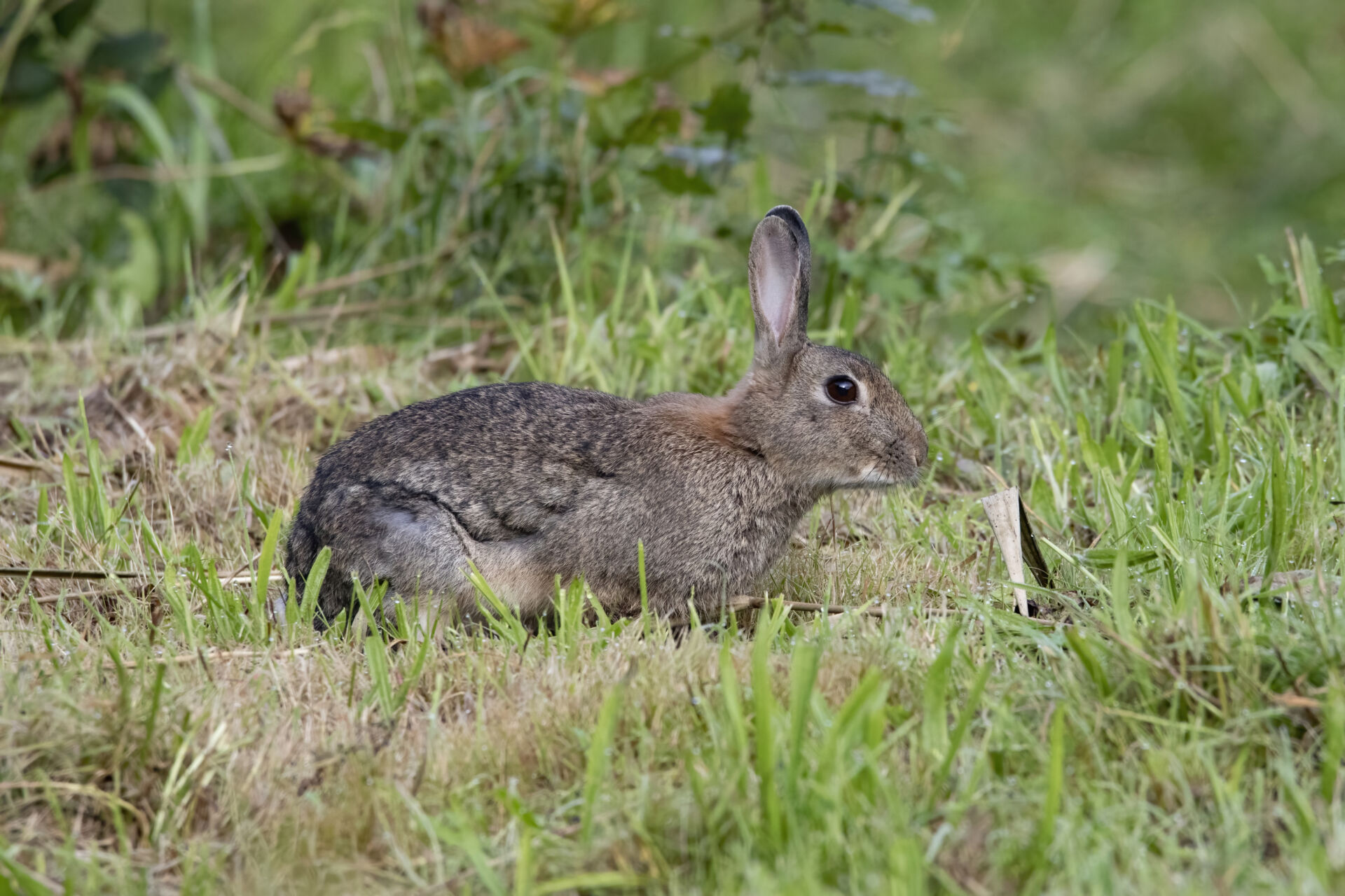 Rabbit management solutions Kent