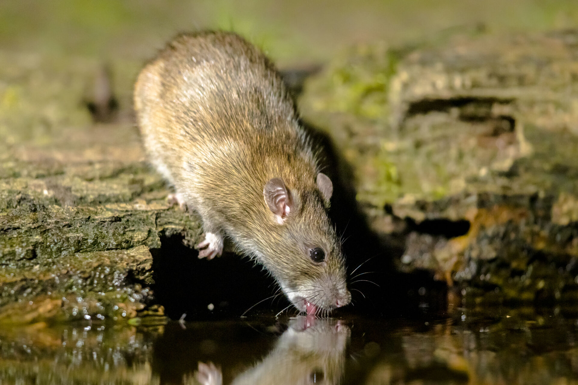 Rat pest management for stables