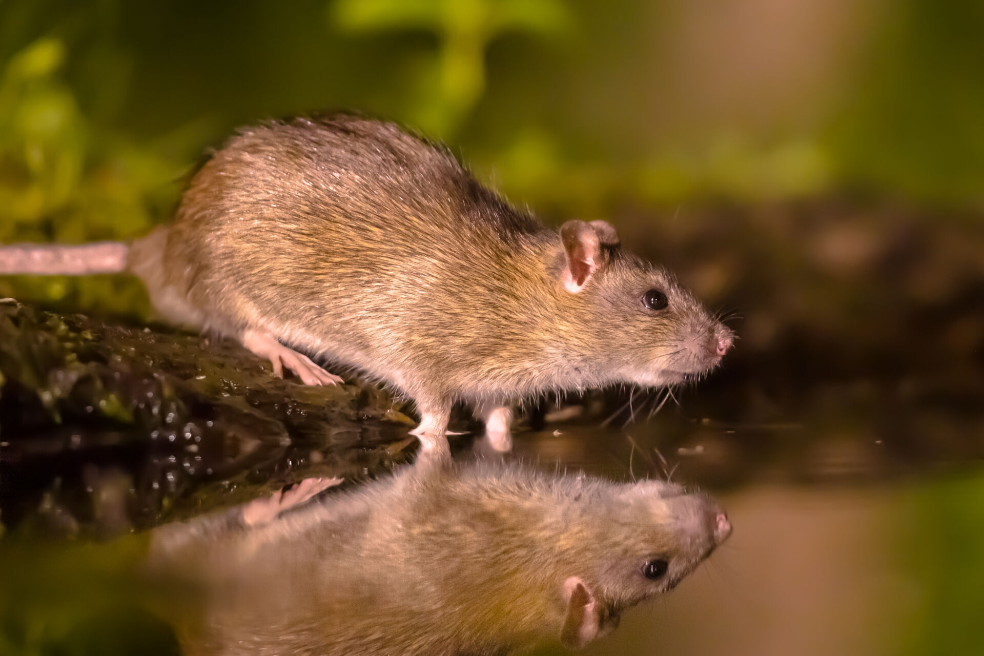 Rat pest control near me Kent