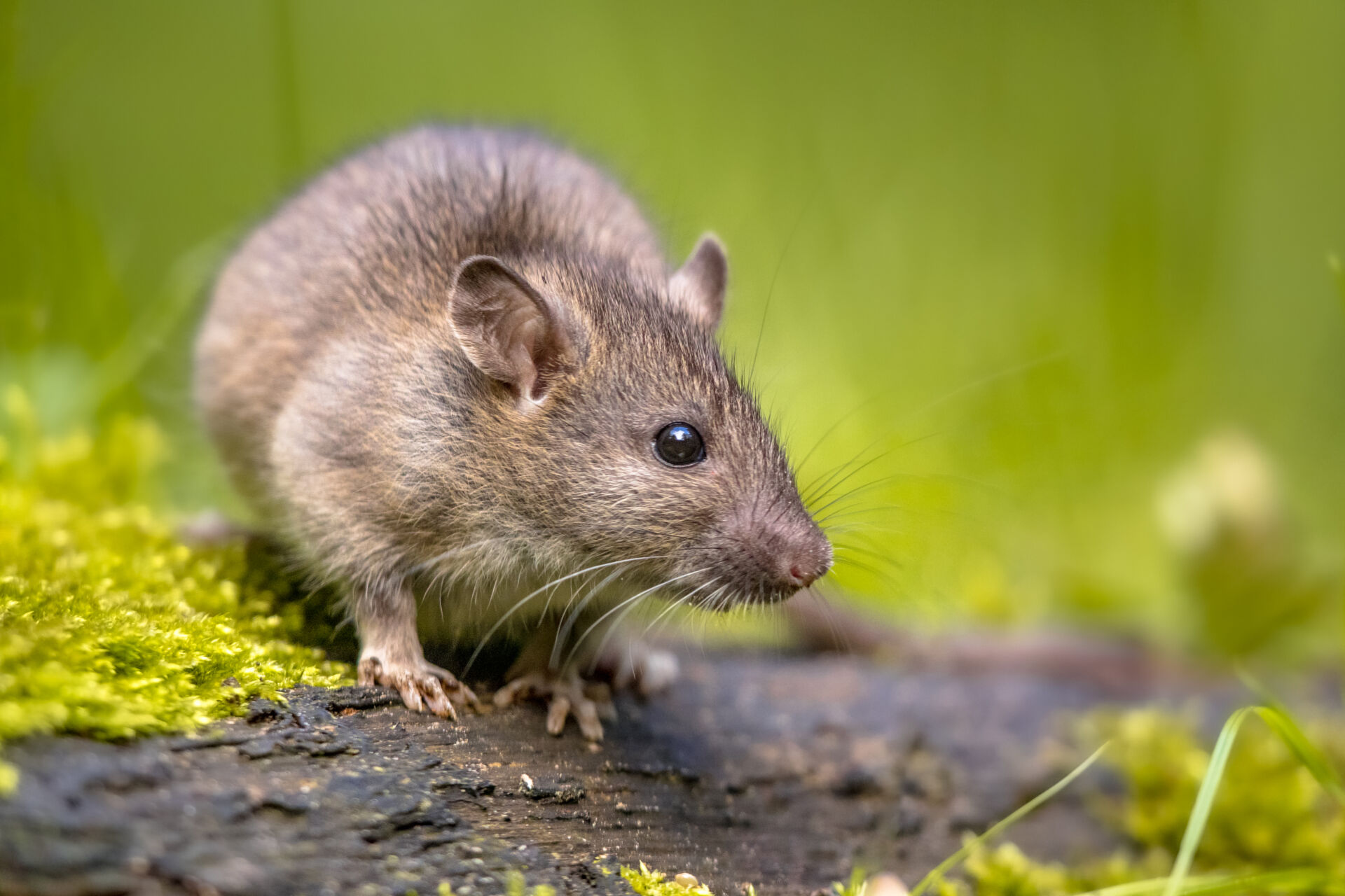 Blitz Vermin Control rat prevention