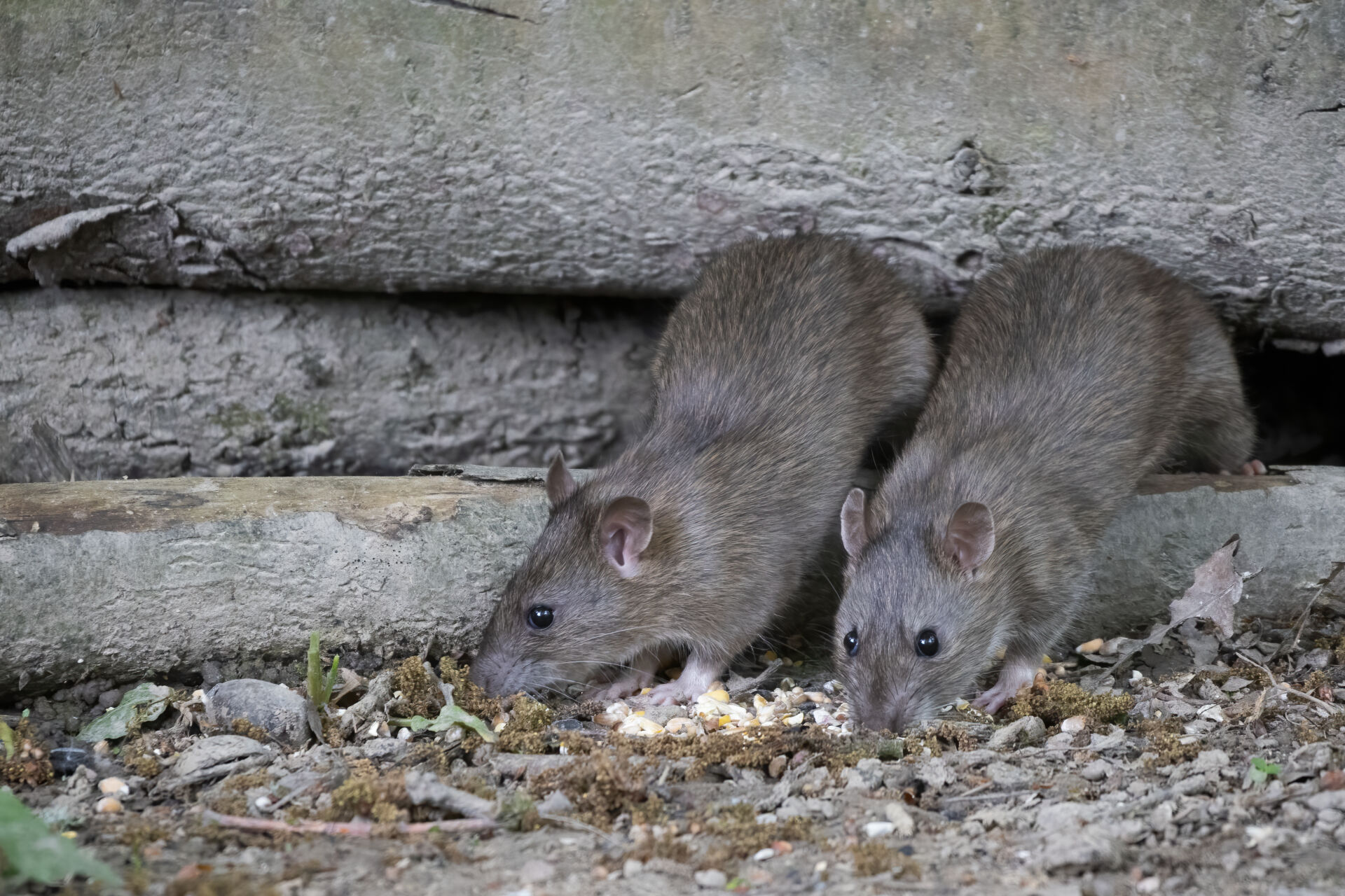 Rat infestation treatment for farms