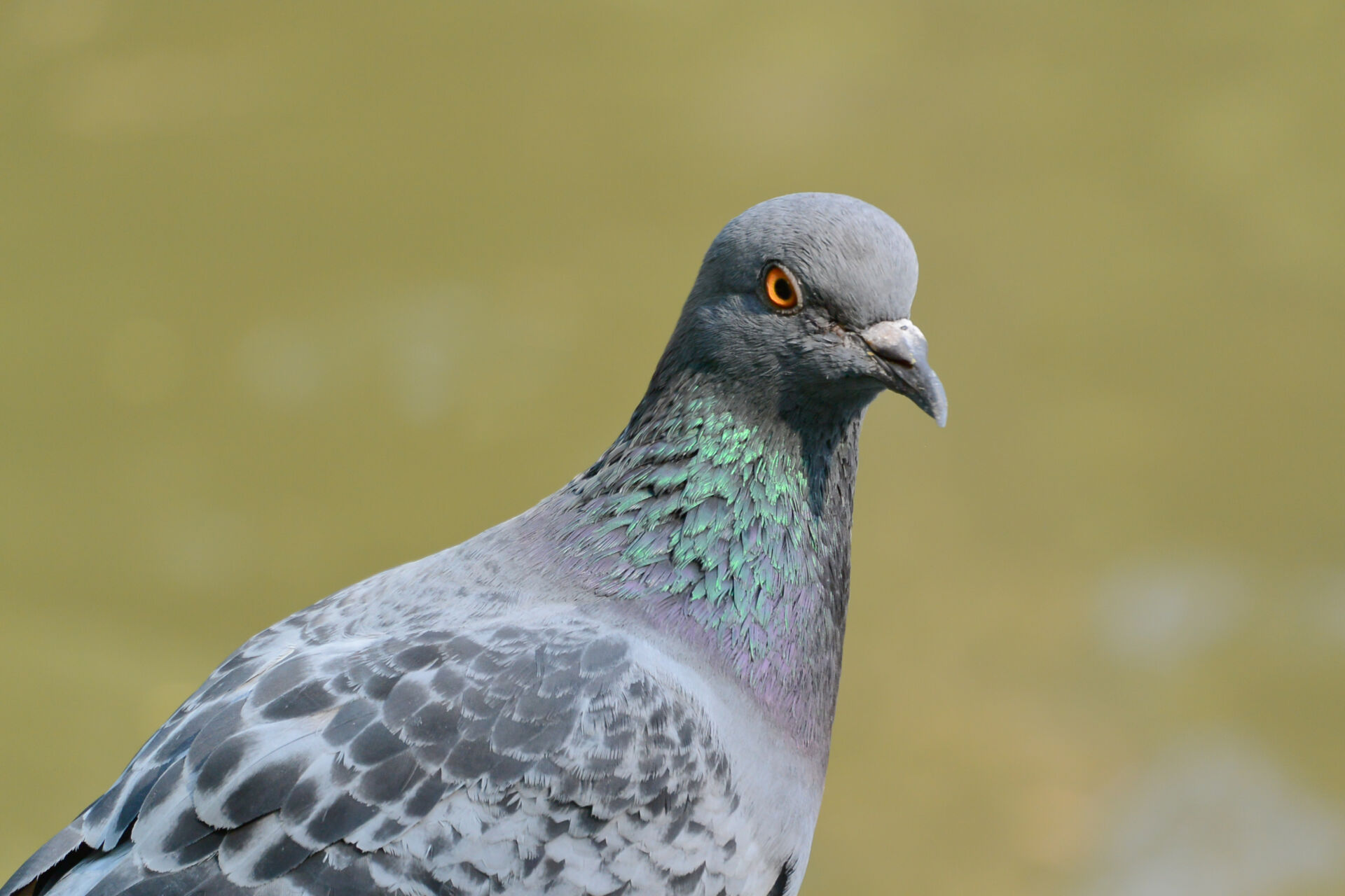 Pigeon control technician on site