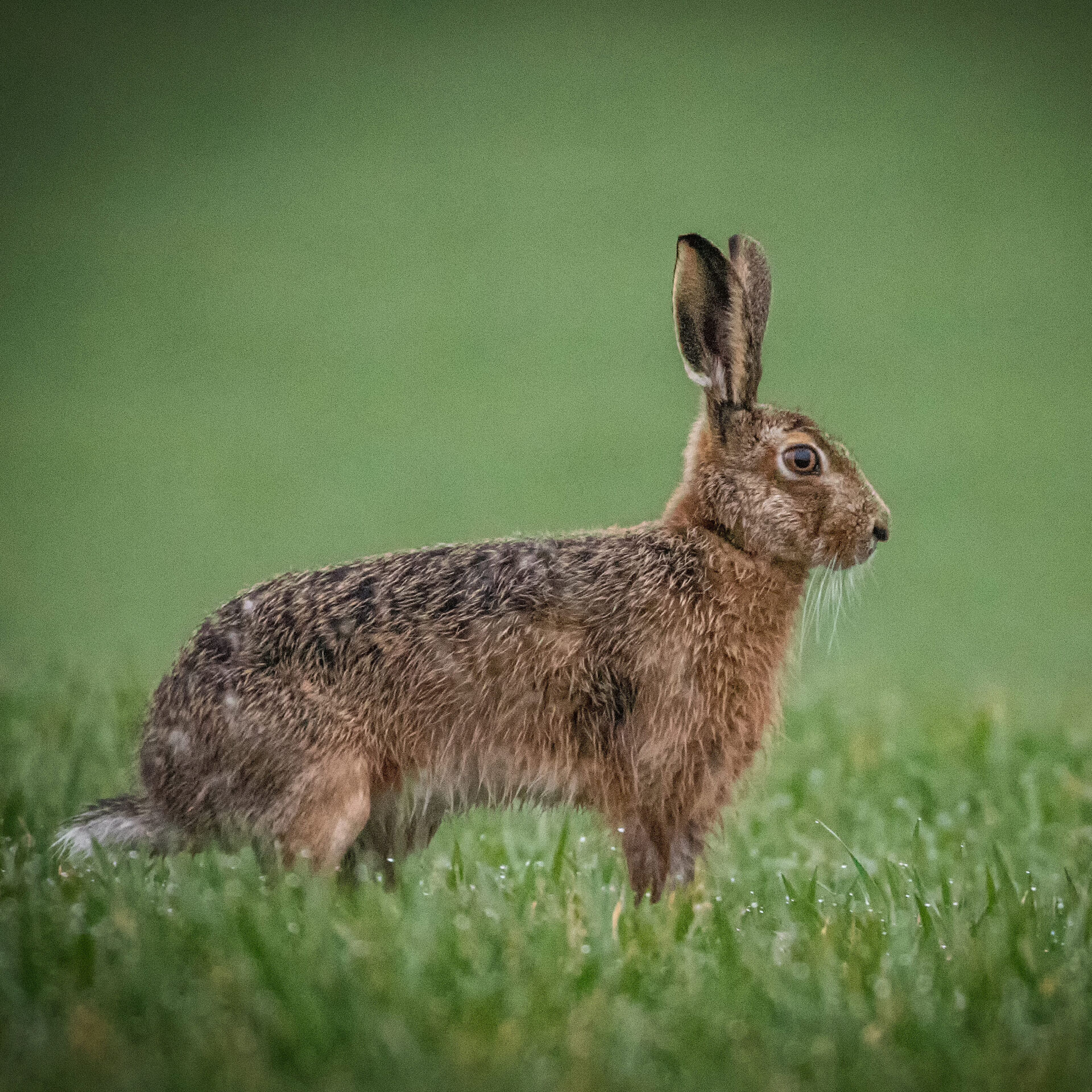 Blitz Vermin Control operating in Kent countryside