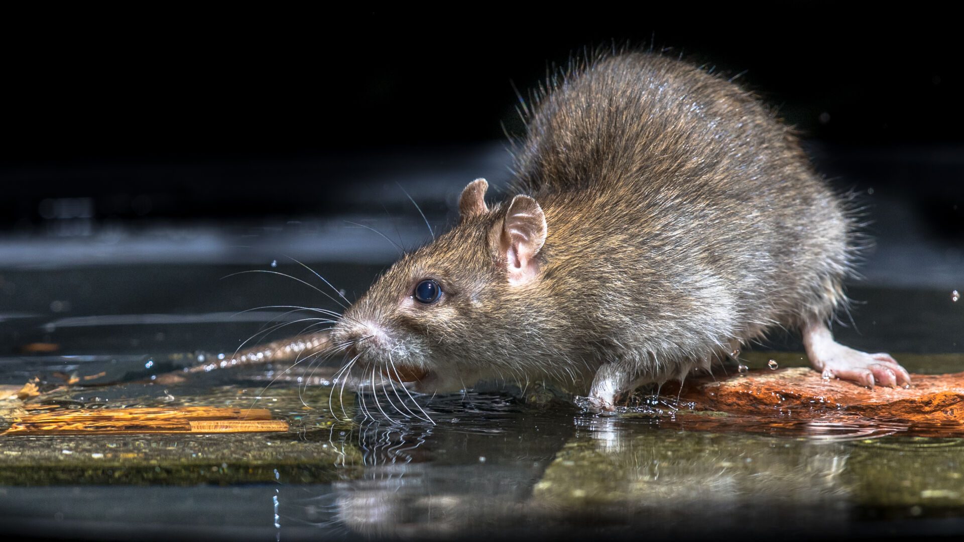 Expert rat exterminators Kent
