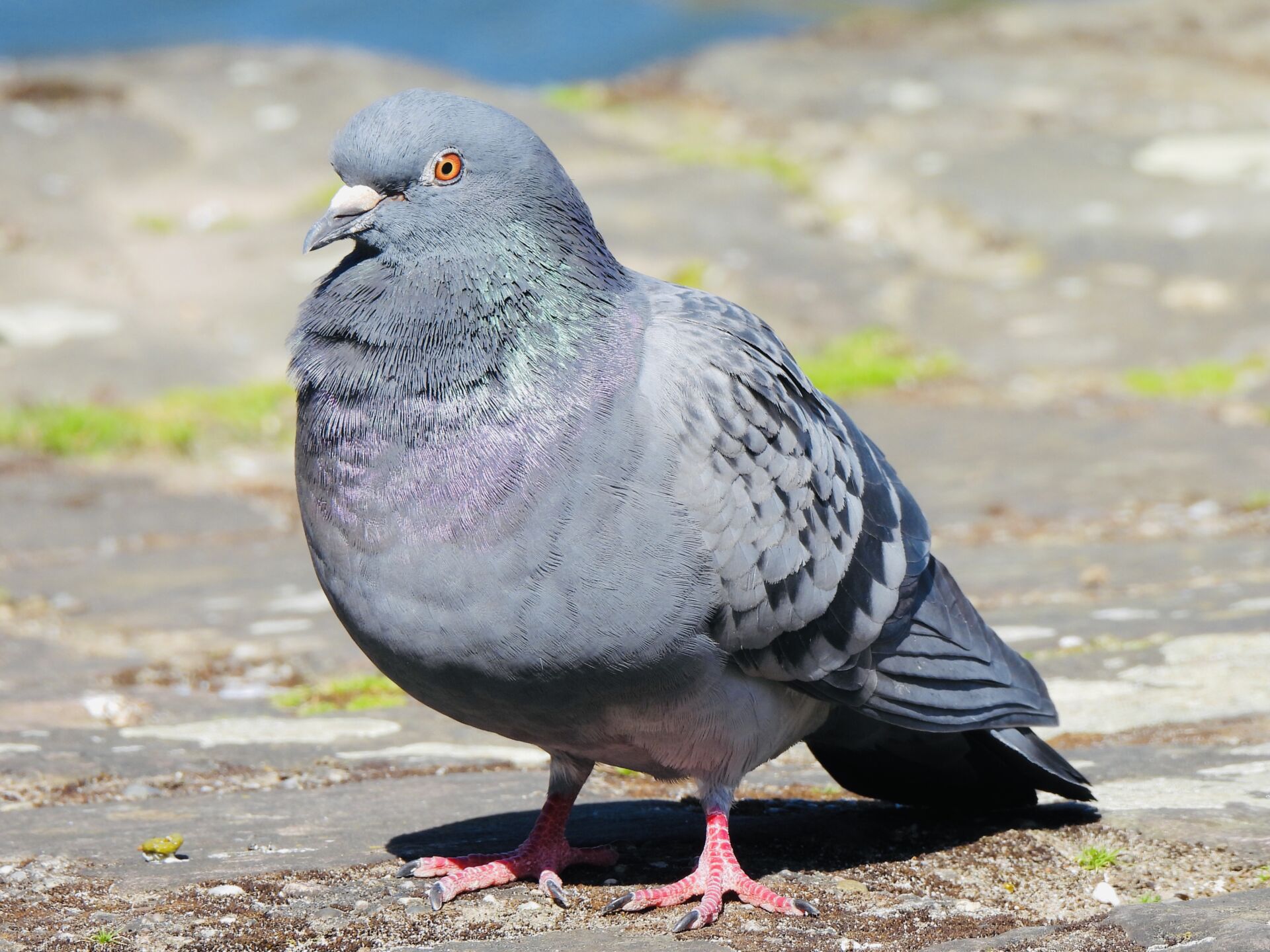Professional pigeon pest control