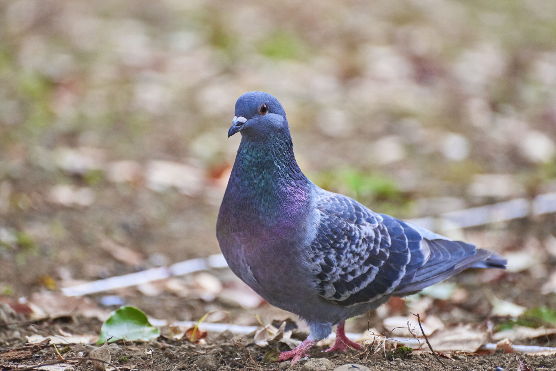 Pigeon pest management for stables