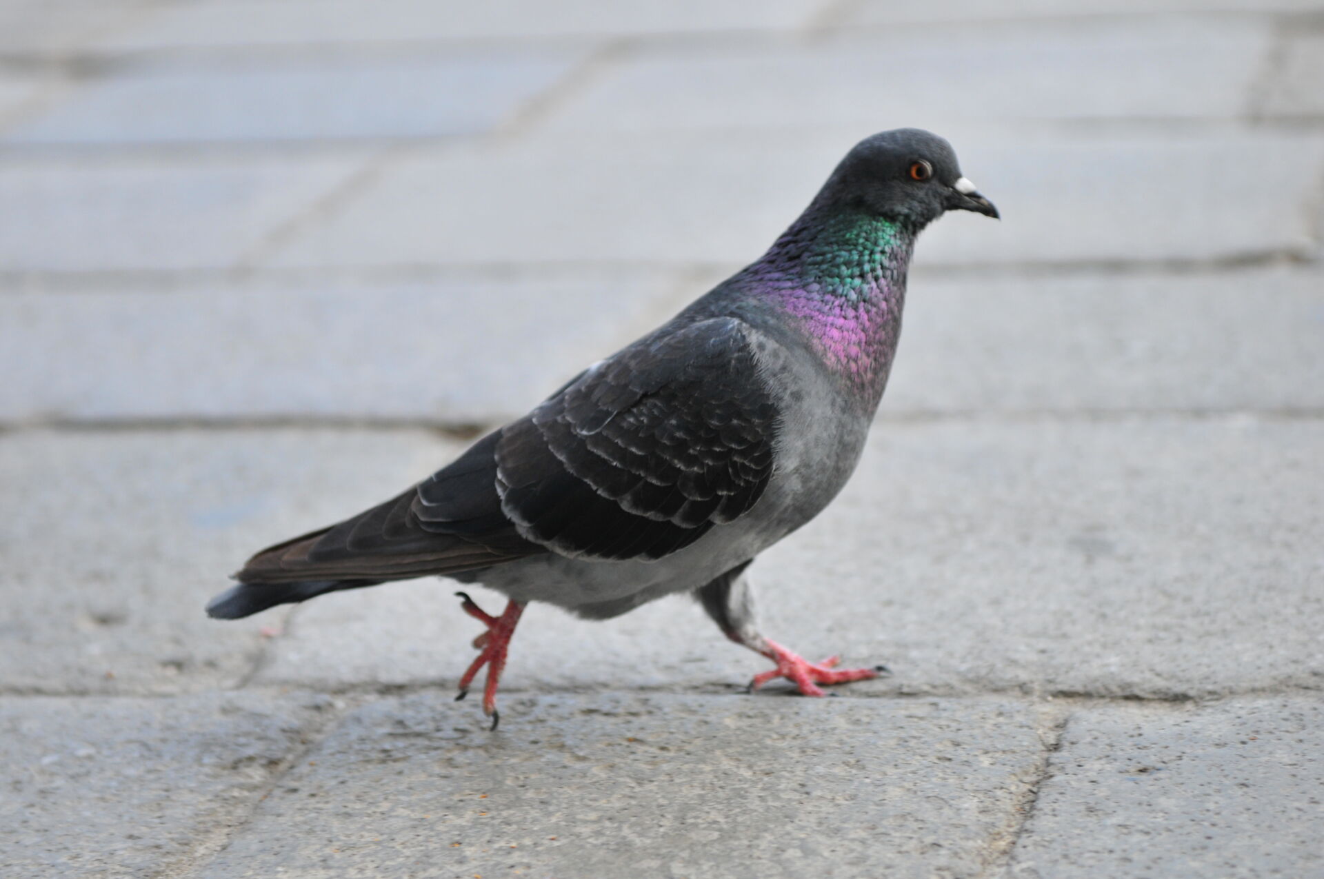 Pigeon deterrent spikes installation