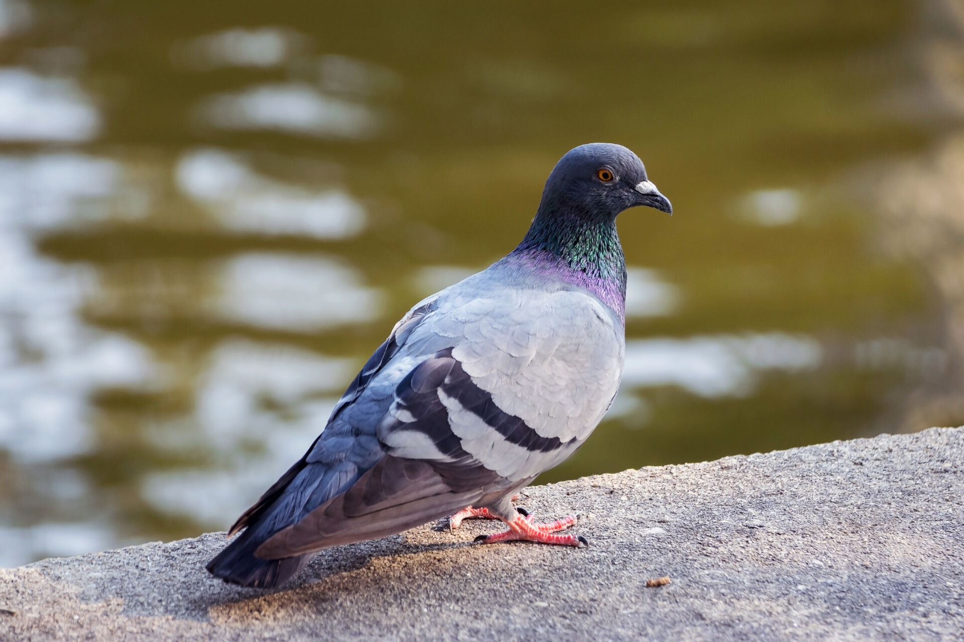 Ethical pigeon management Kent