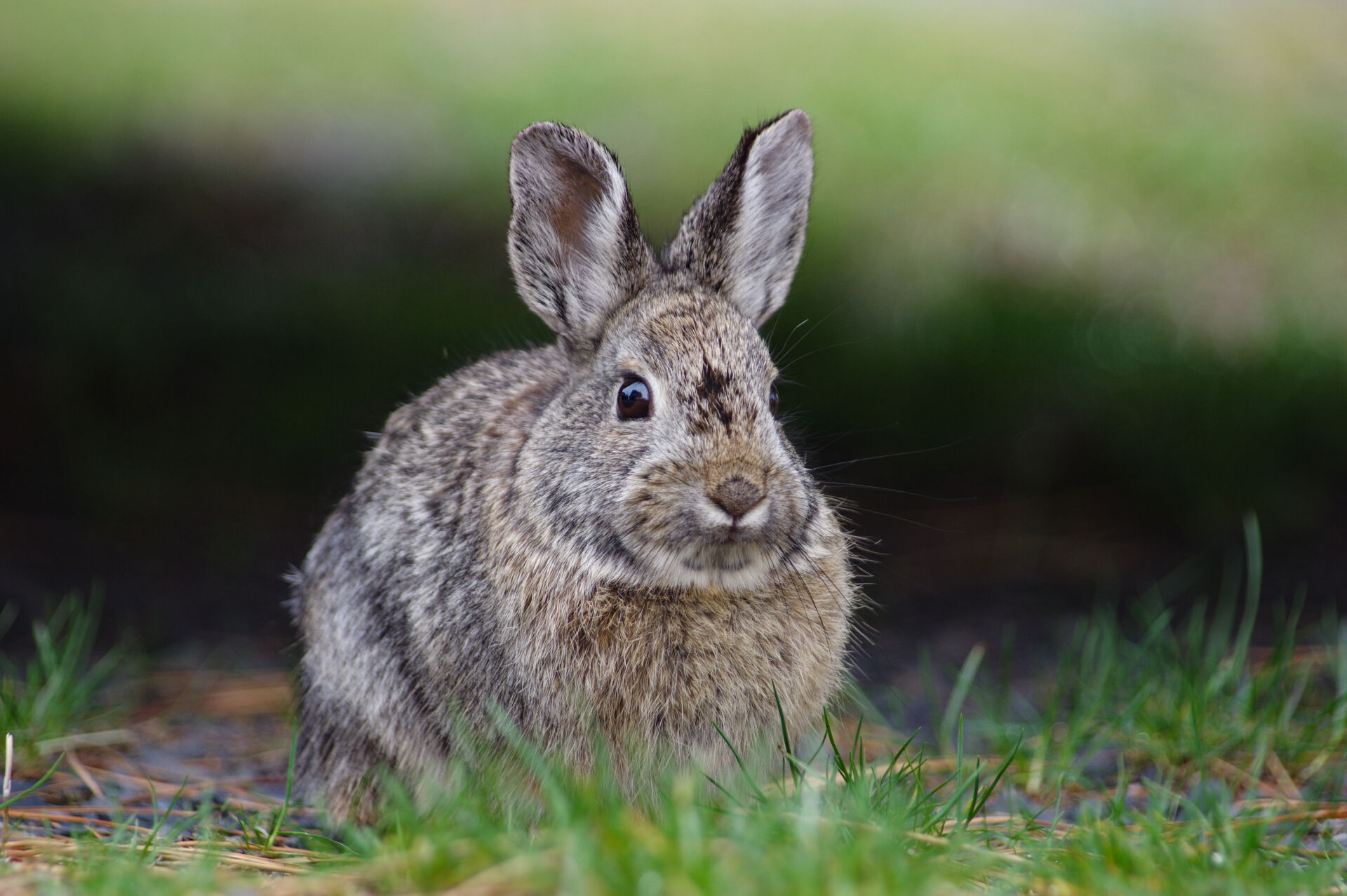 Vermin management for waste companies