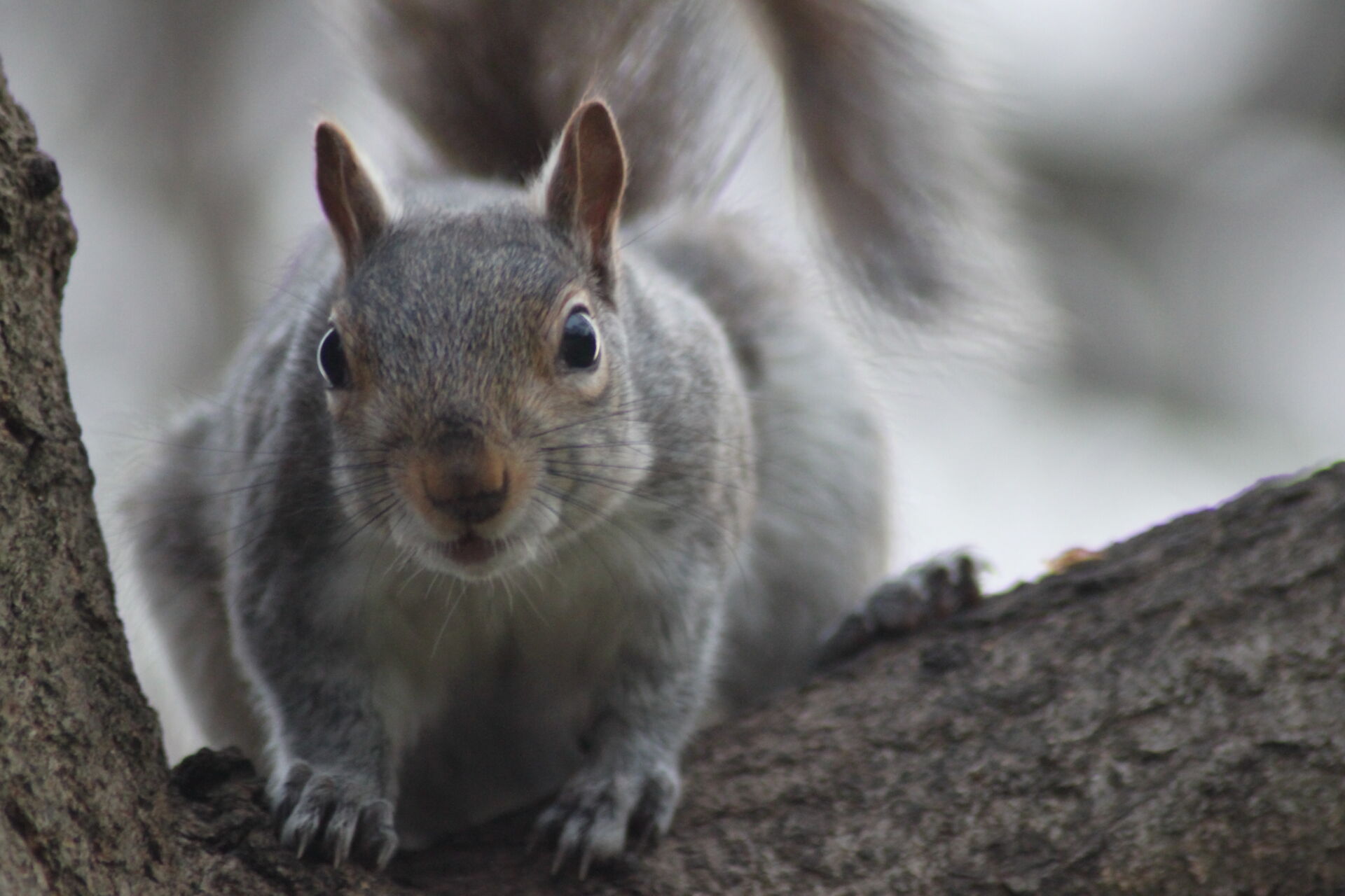 Blitz Vermin Control humane squirrel removal