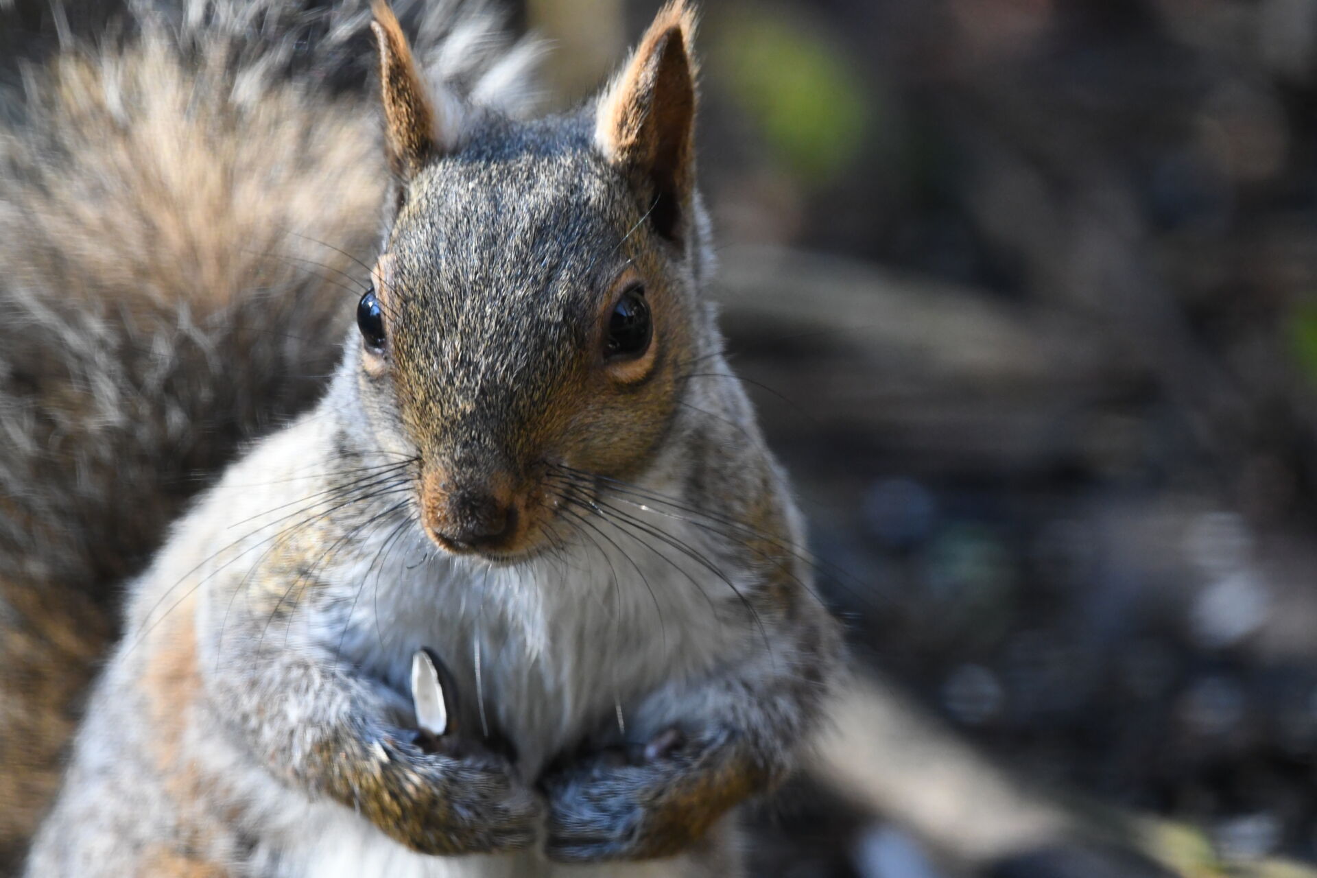 Pest control for grey squirrels in lofts