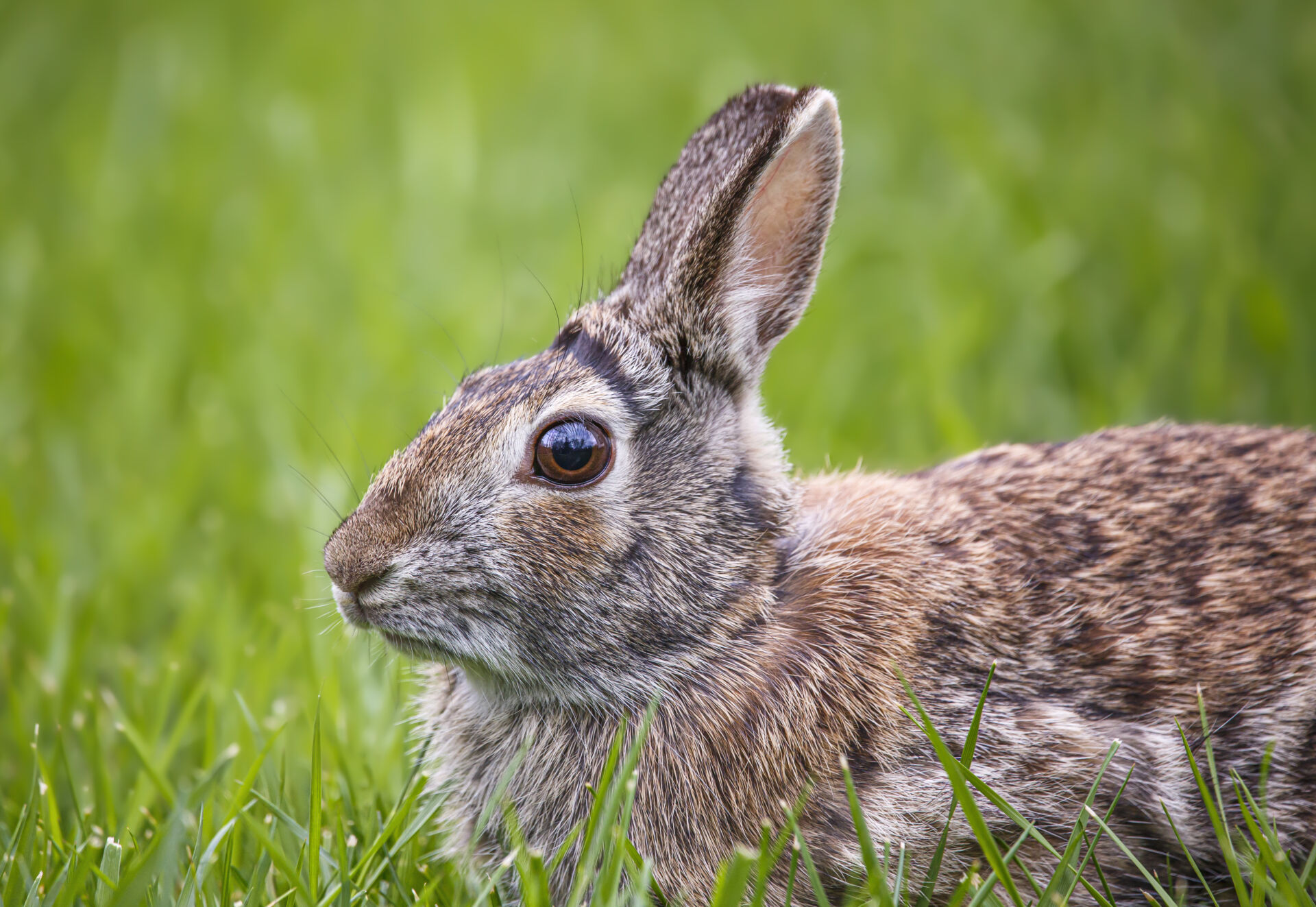 Humane rabbit control UK