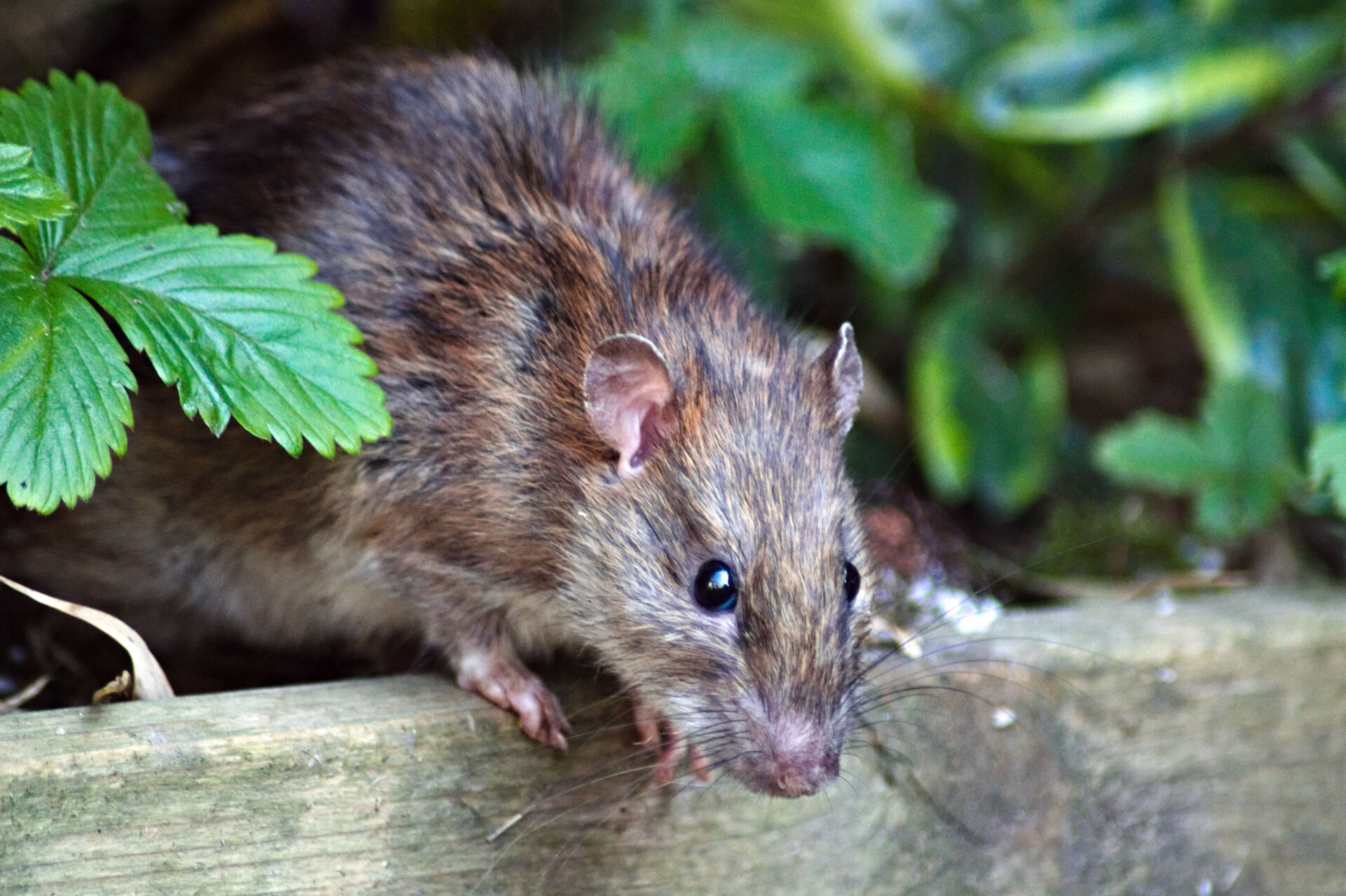 Humane rat trapping methods UK