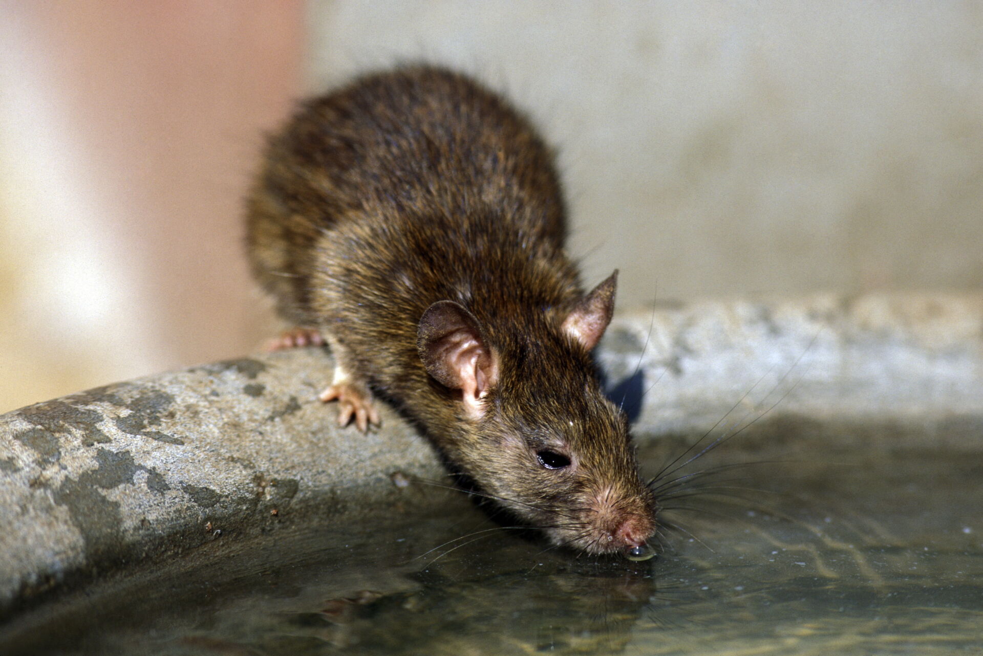 Professional rat removal Kent