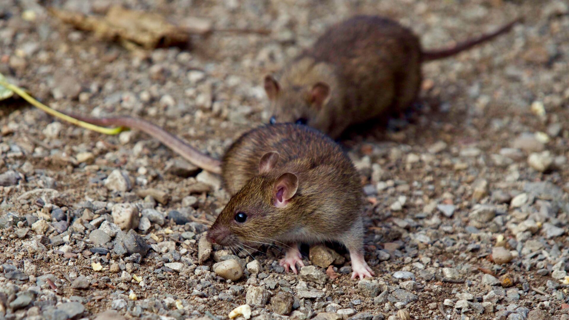 Rat control specialists in Kent