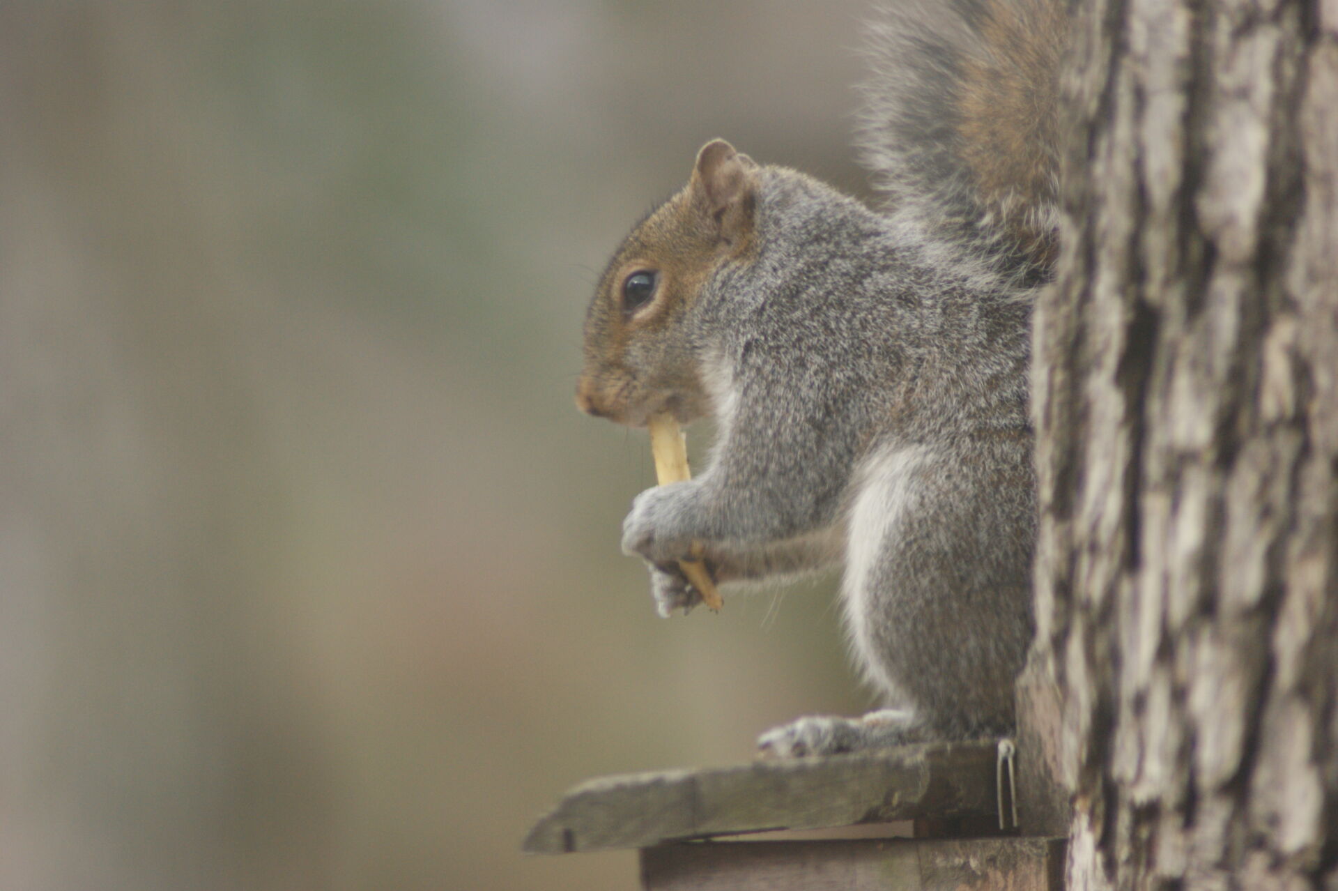 Humane squirrel control for estates