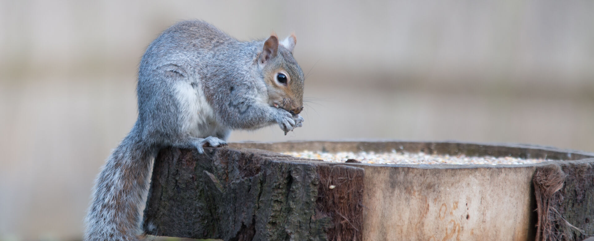 Expert squirrel management technicians