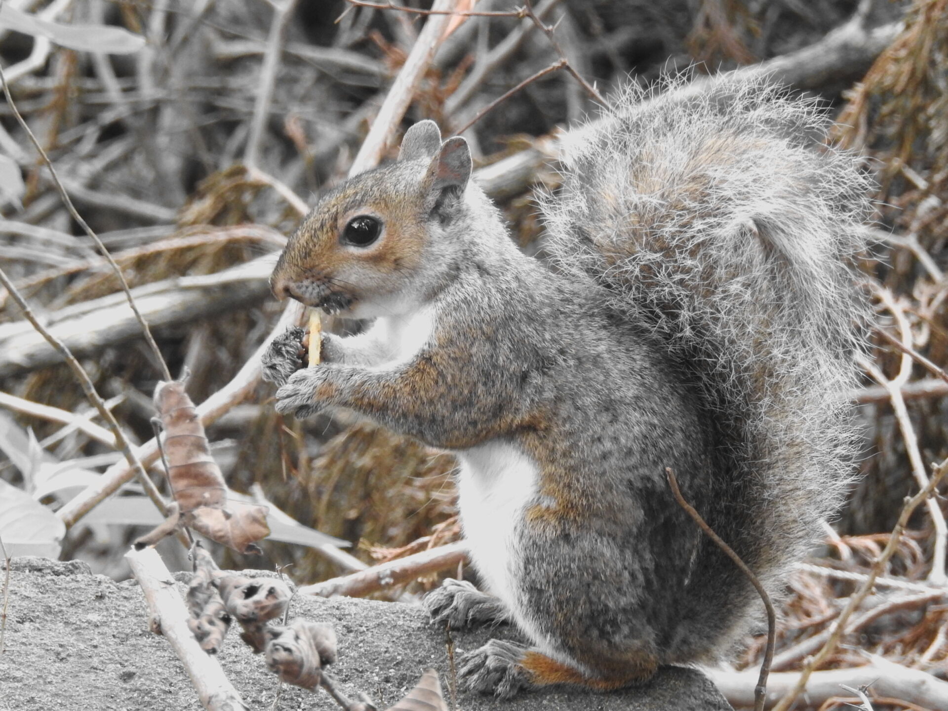 Ethical squirrel control in Kent