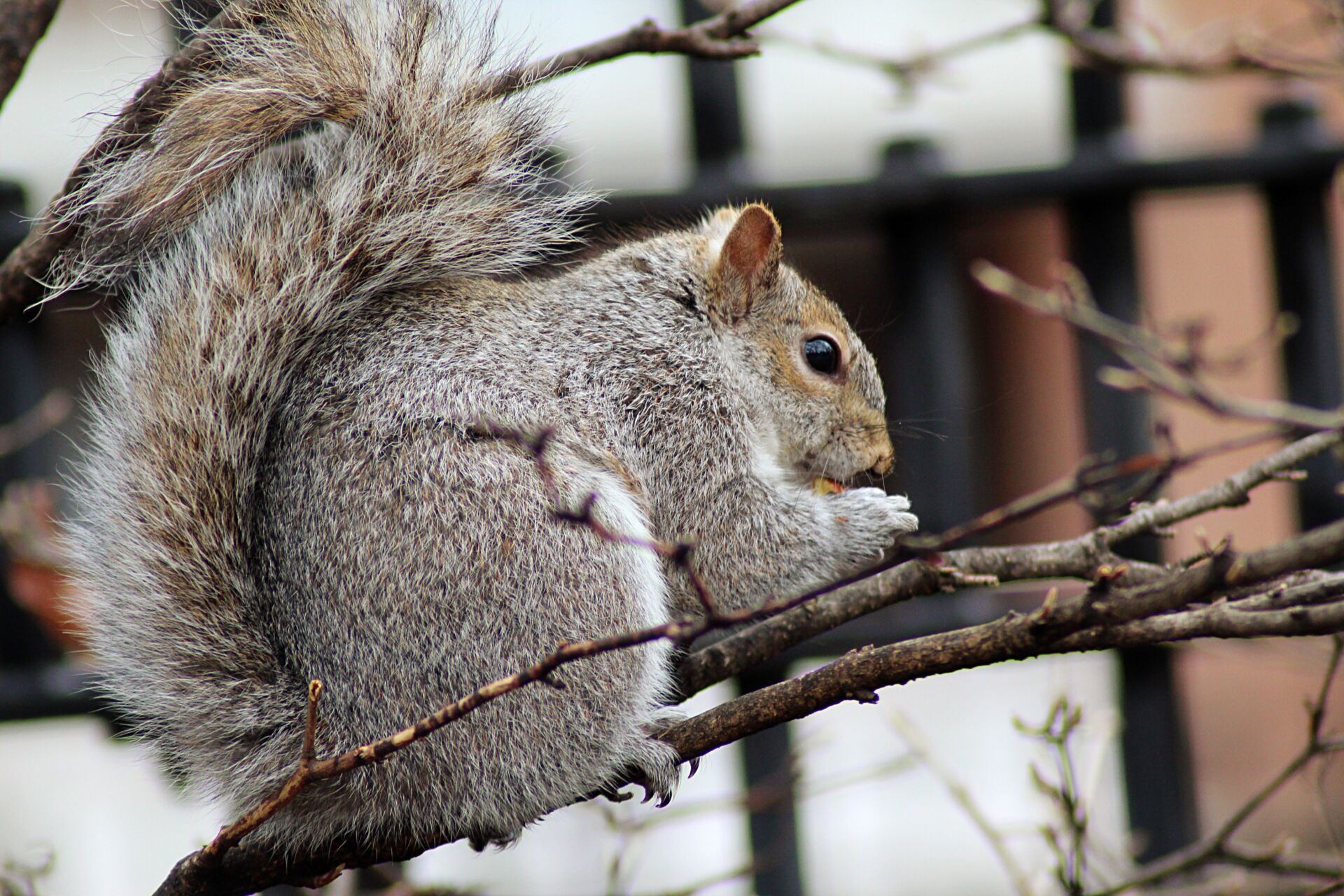 Squirrel pest treatment in Kent