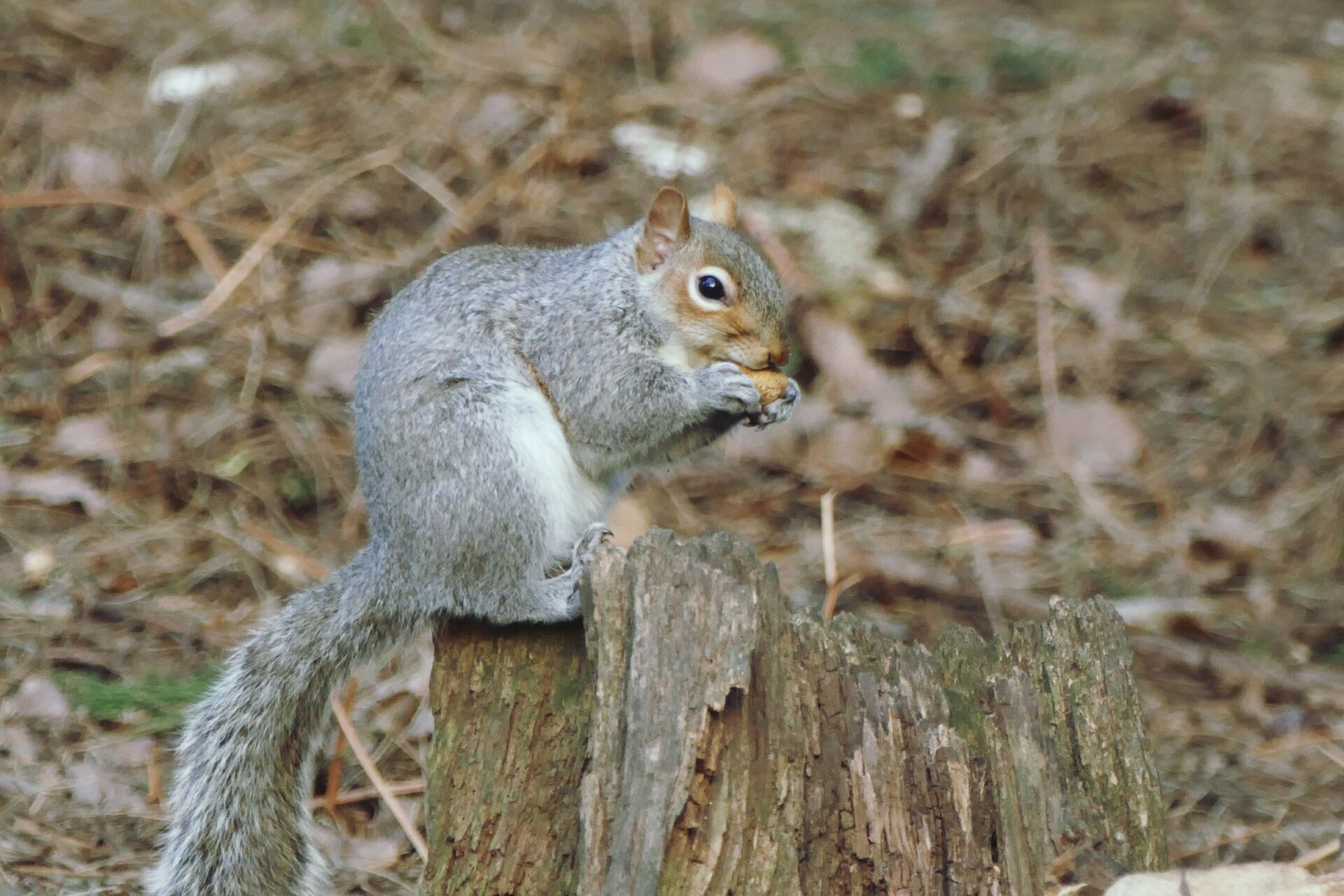 Rural grey squirrel removal service