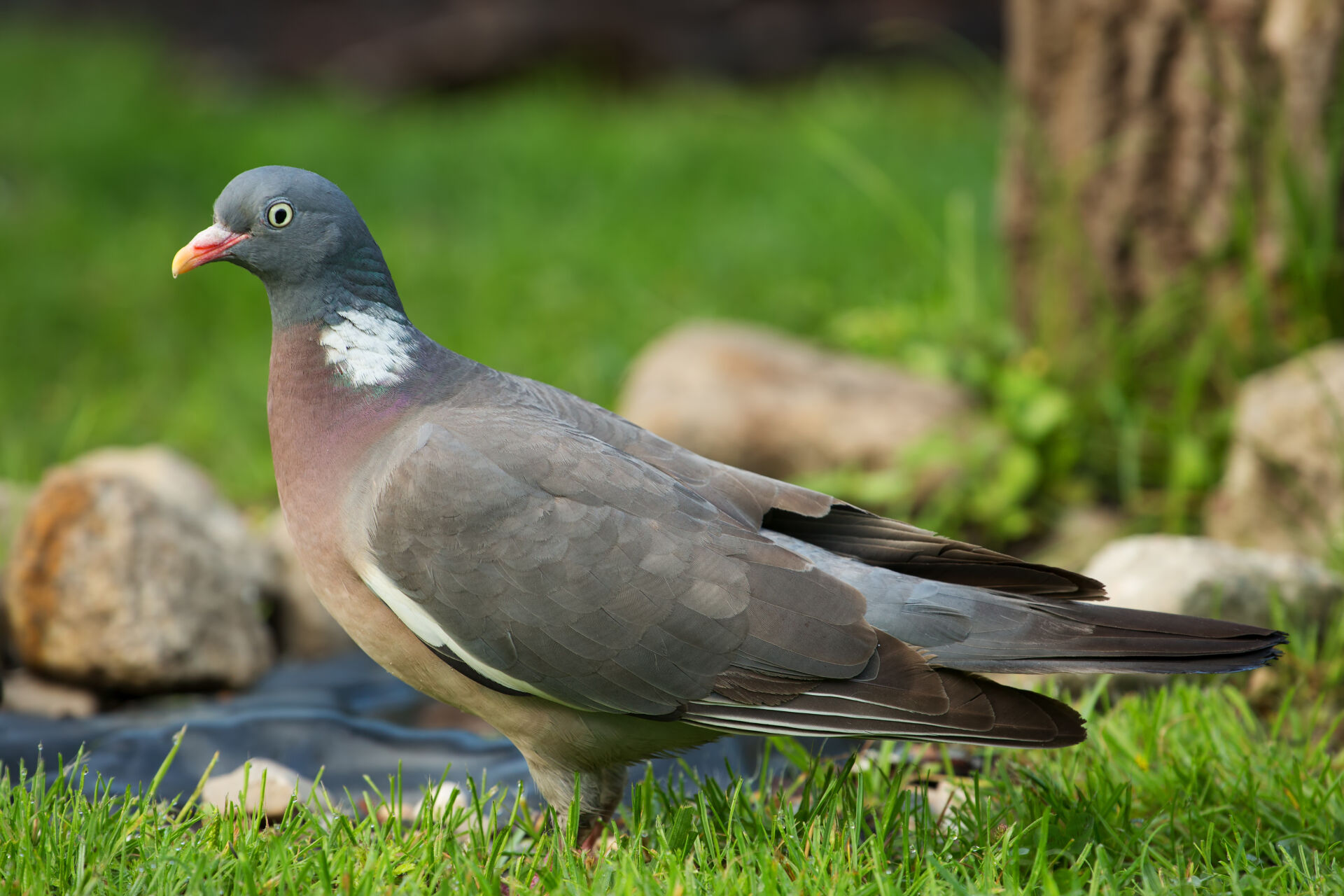 Blitz Vermin Control pigeon deterrents