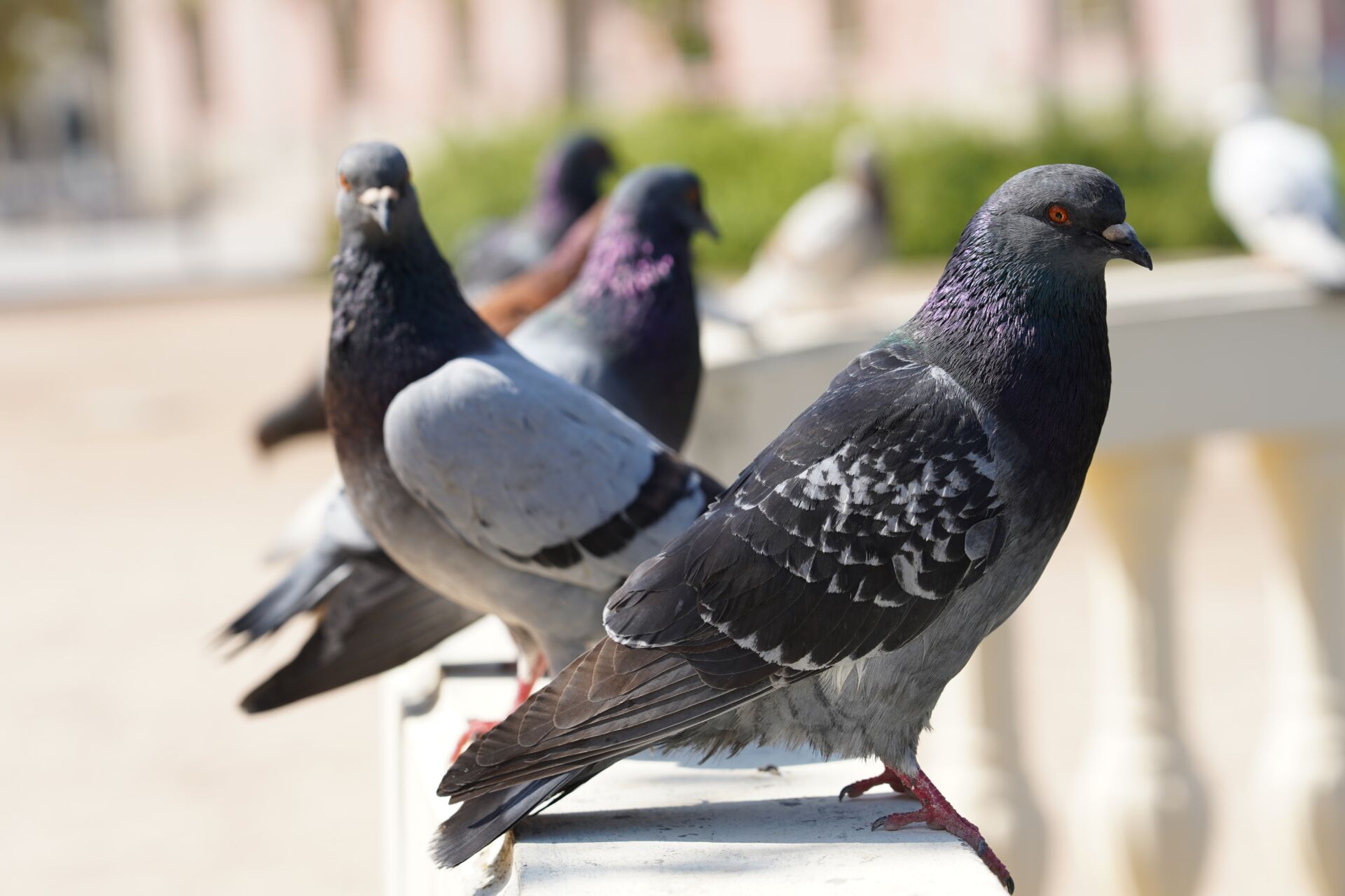 Pigeon netting installation Kent