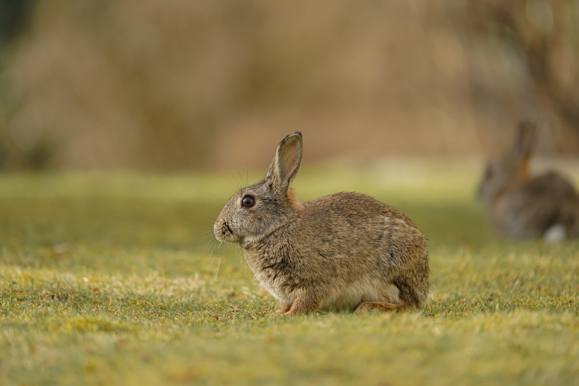 Ethical rabbit population management