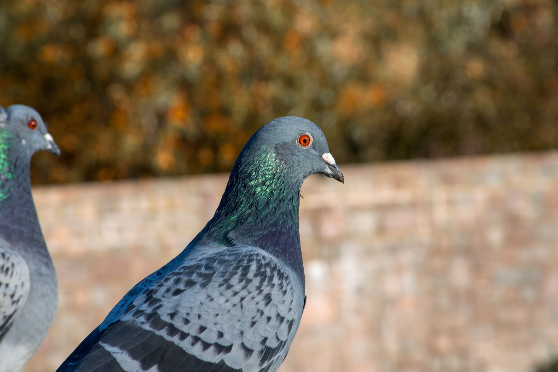 Professional pest control technician Kent
