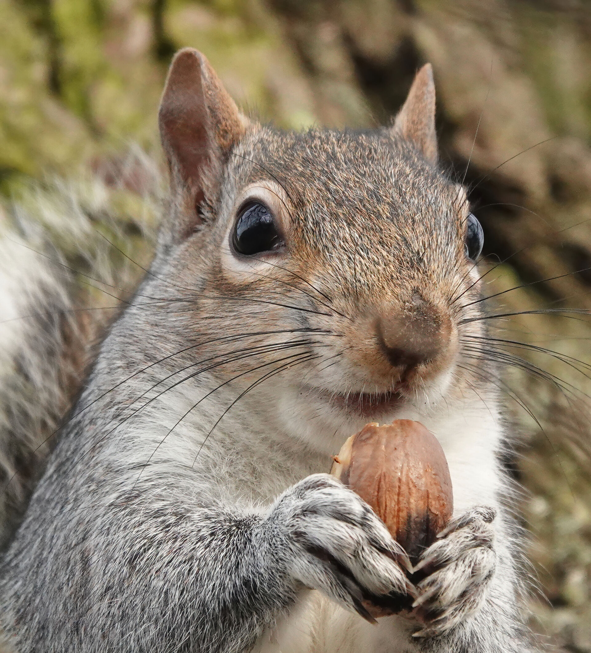 Blitz Vermin Control squirrel trapping