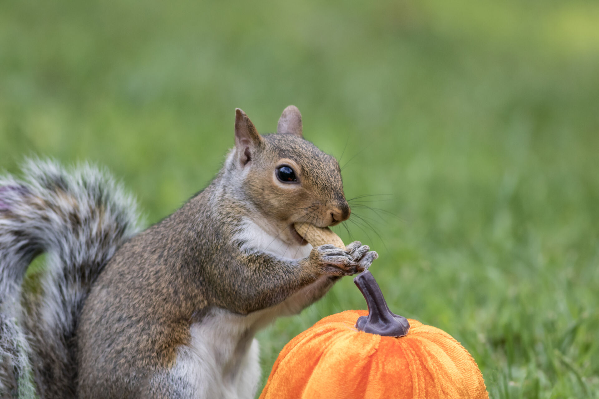 Grey squirrel proofing Kent