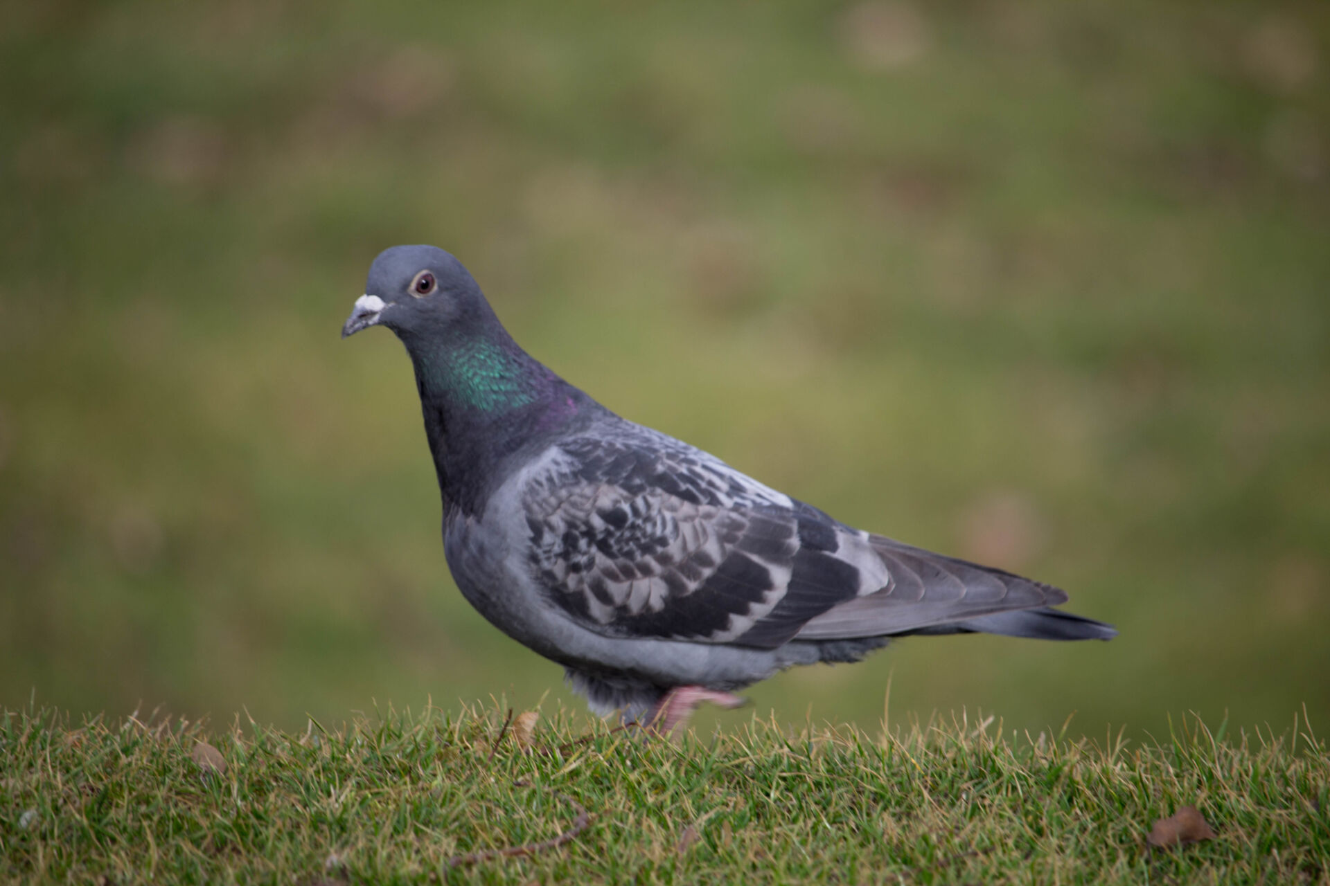 Pigeon proofing for buildings