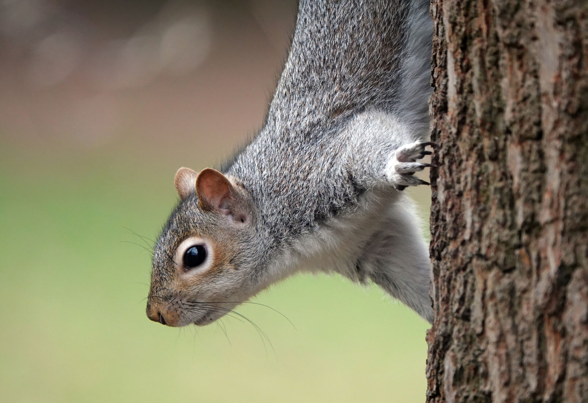 Squirrel population management experts