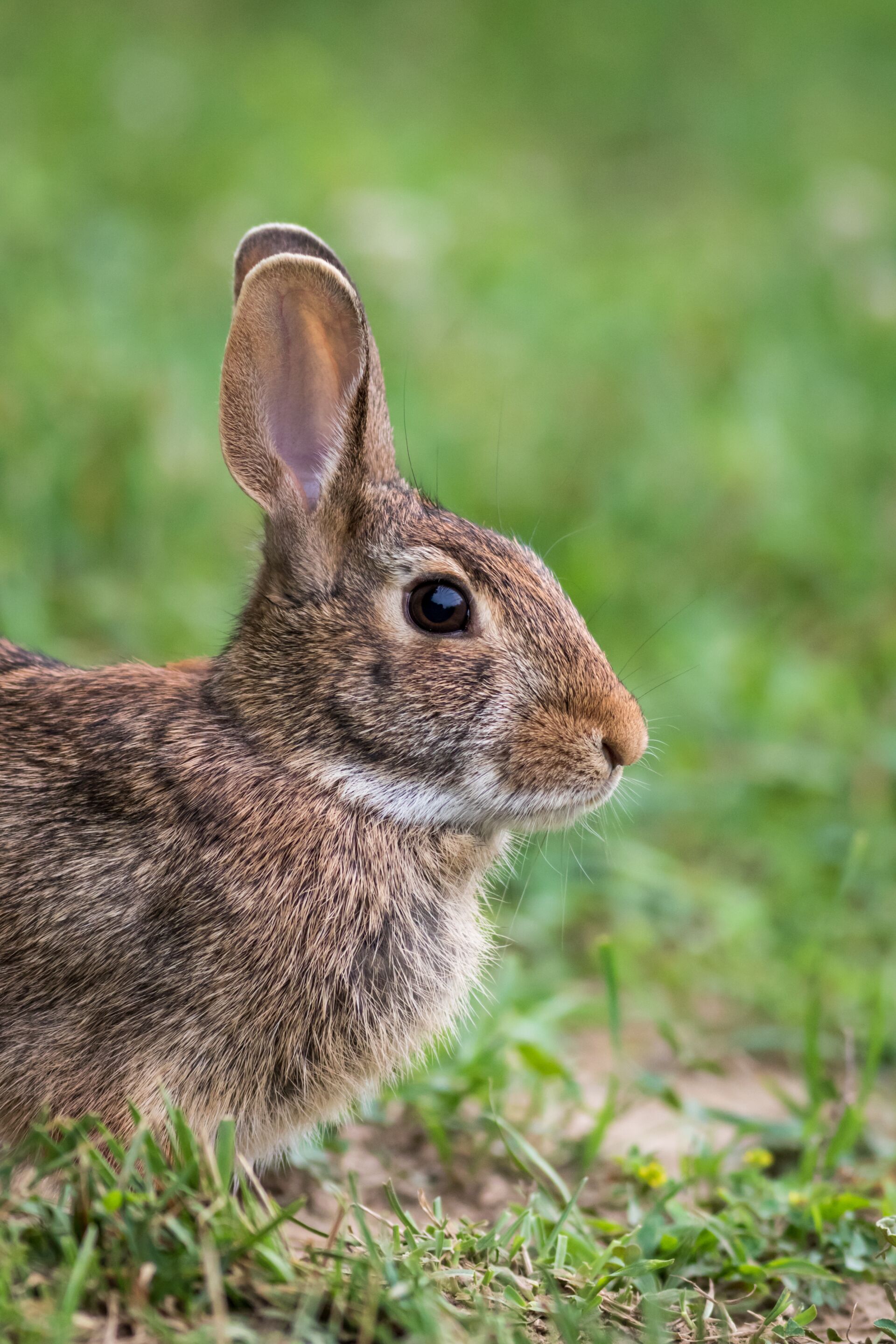 Rabbit control specialists Kent