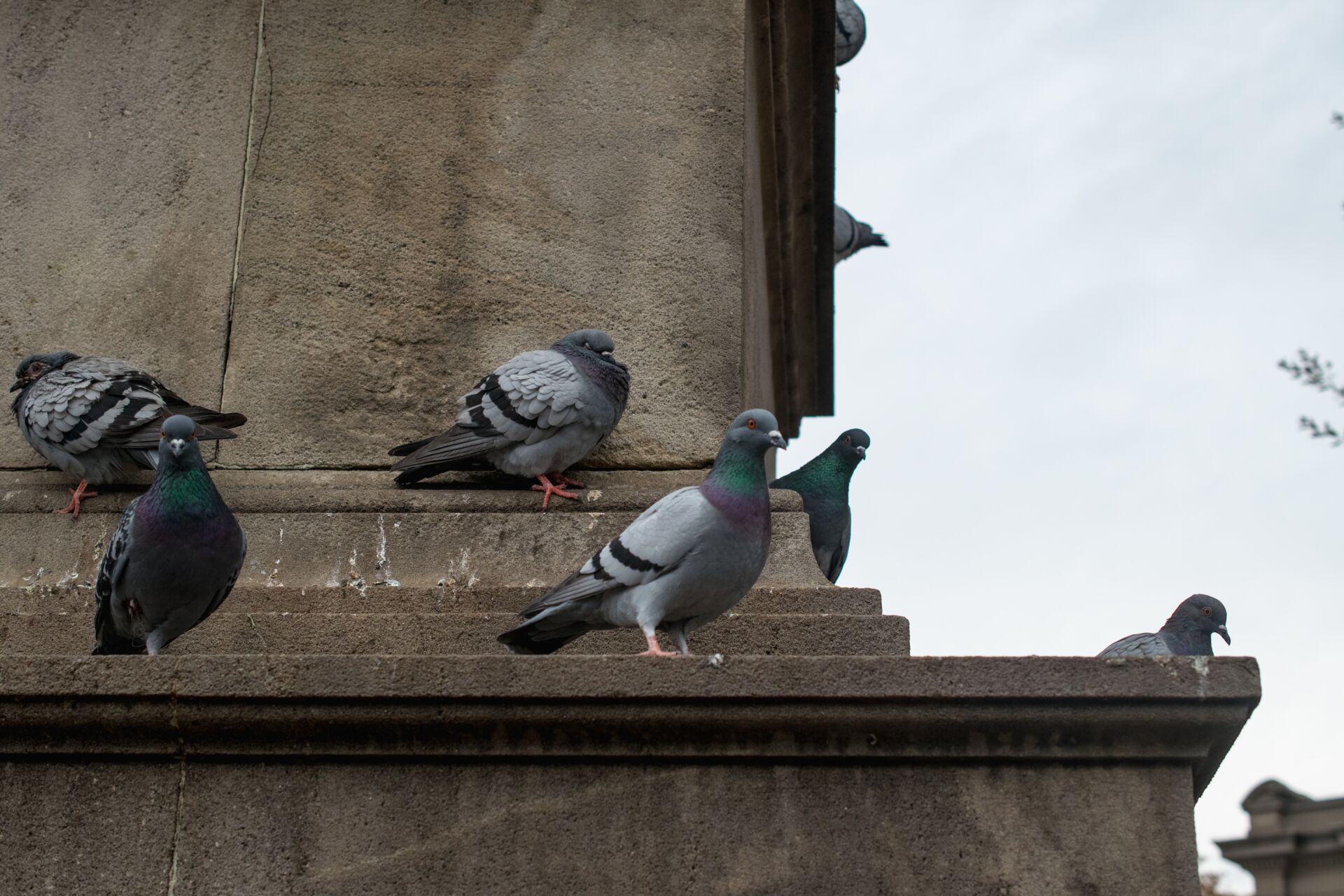 Pigeon control for golf courses