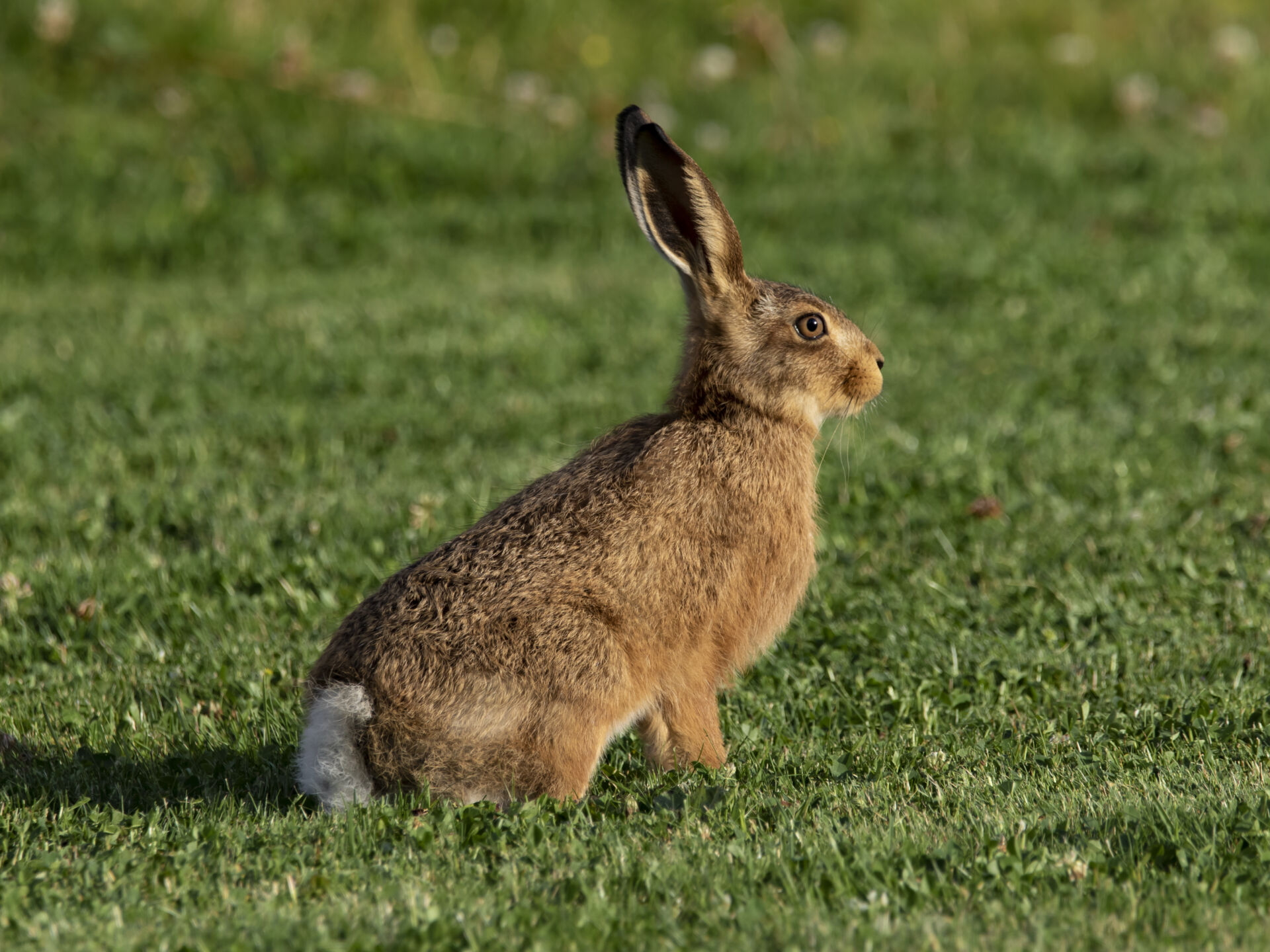 Ethical rabbit population management
