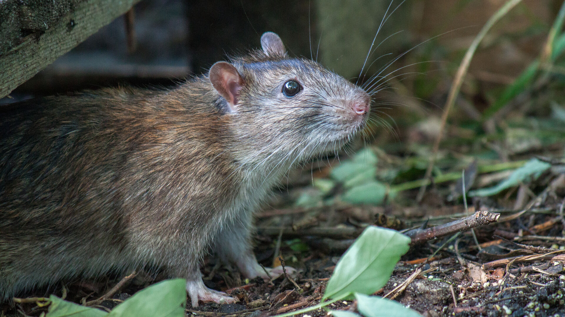 Rat-proofing service for rural properties