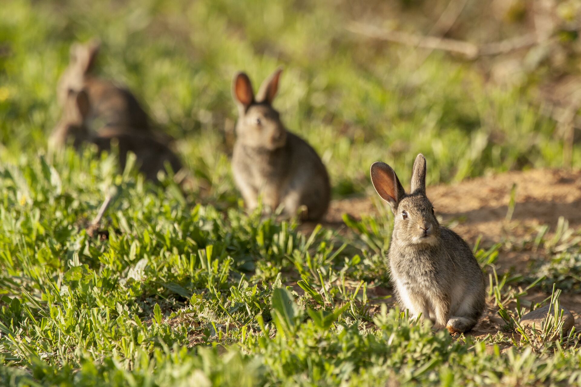 Rabbit removal experts near me