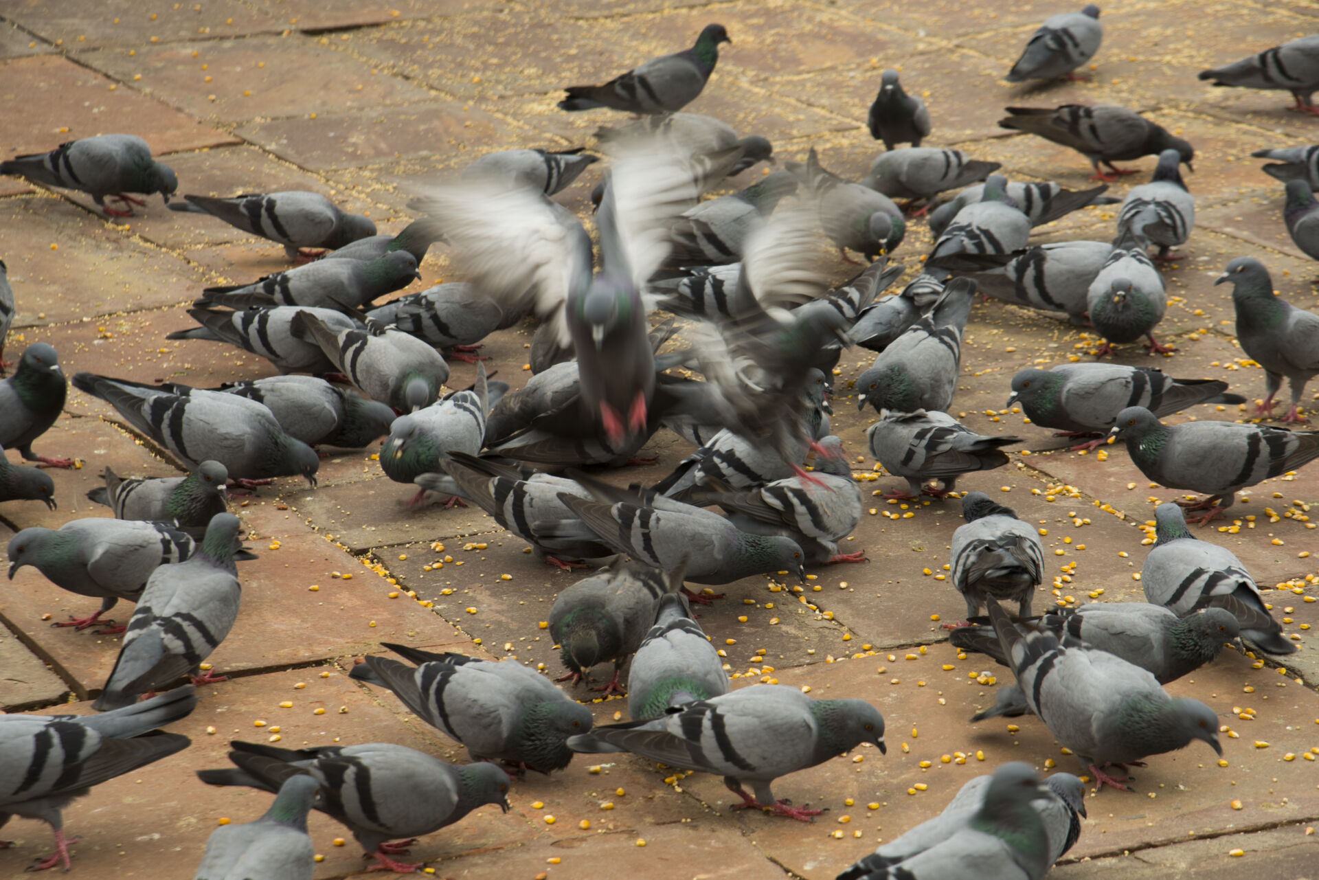 Pigeon control service Kent