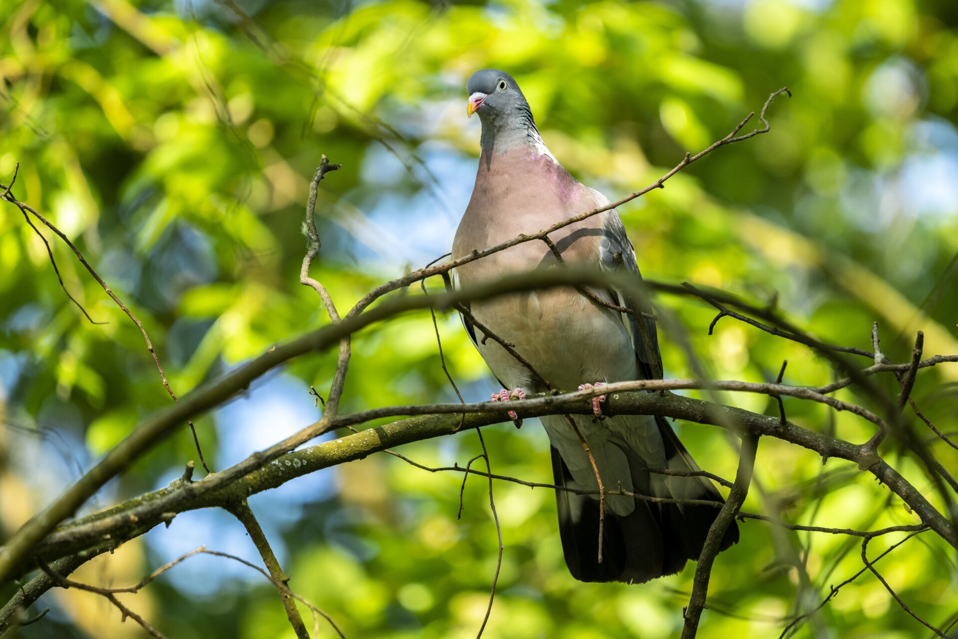 Bird proofing for rural properties