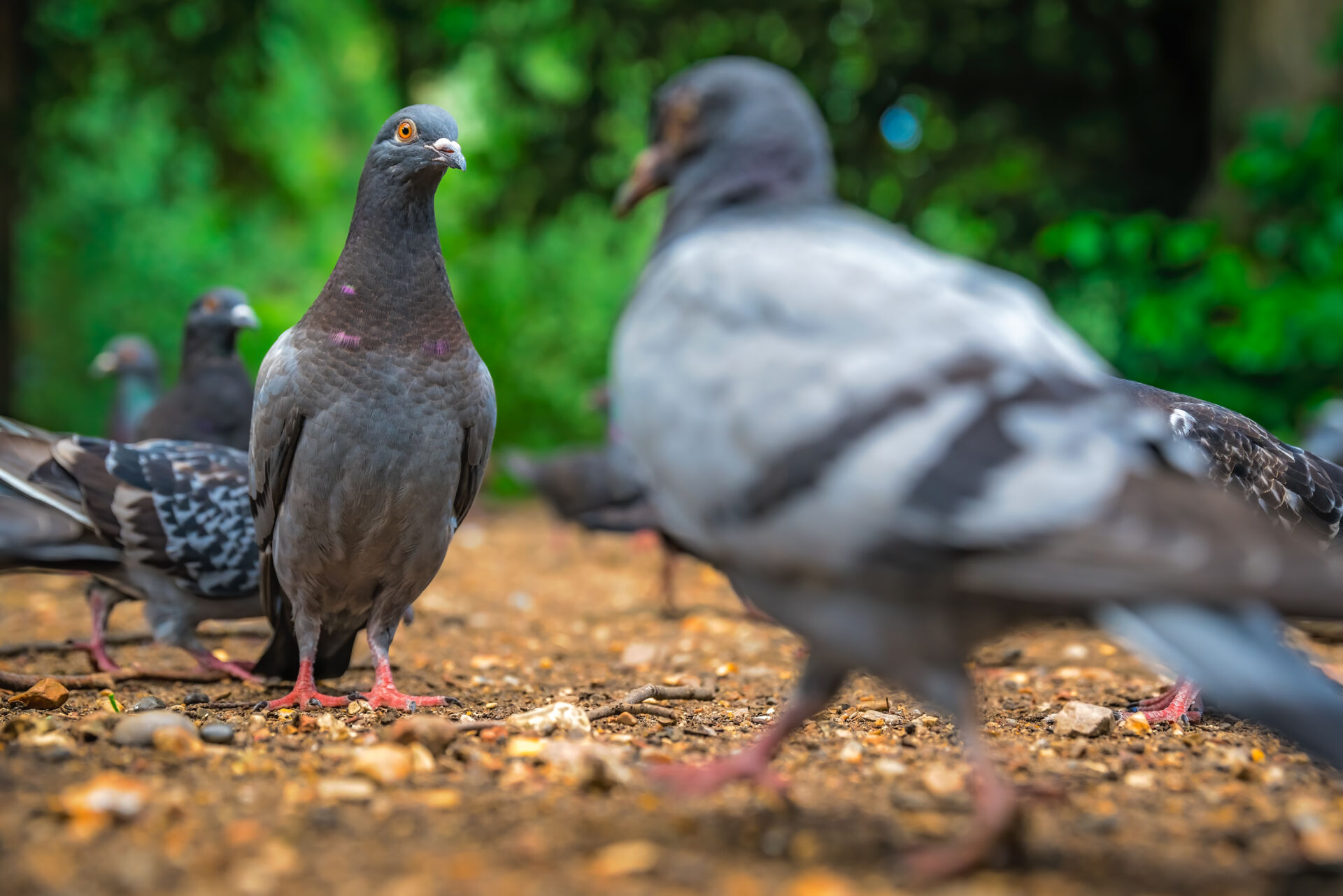 Bird pest control experts UK