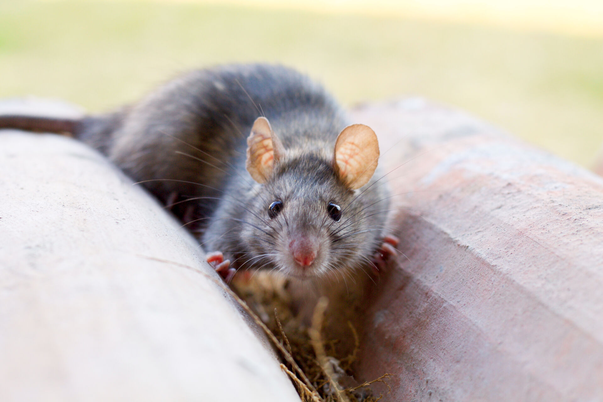 Rat control for waste management sites