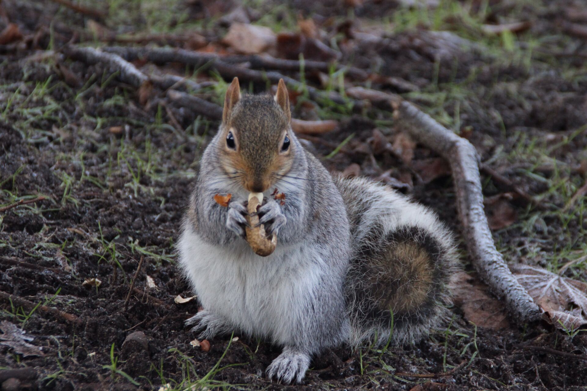 Squirrel pest control for golf courses