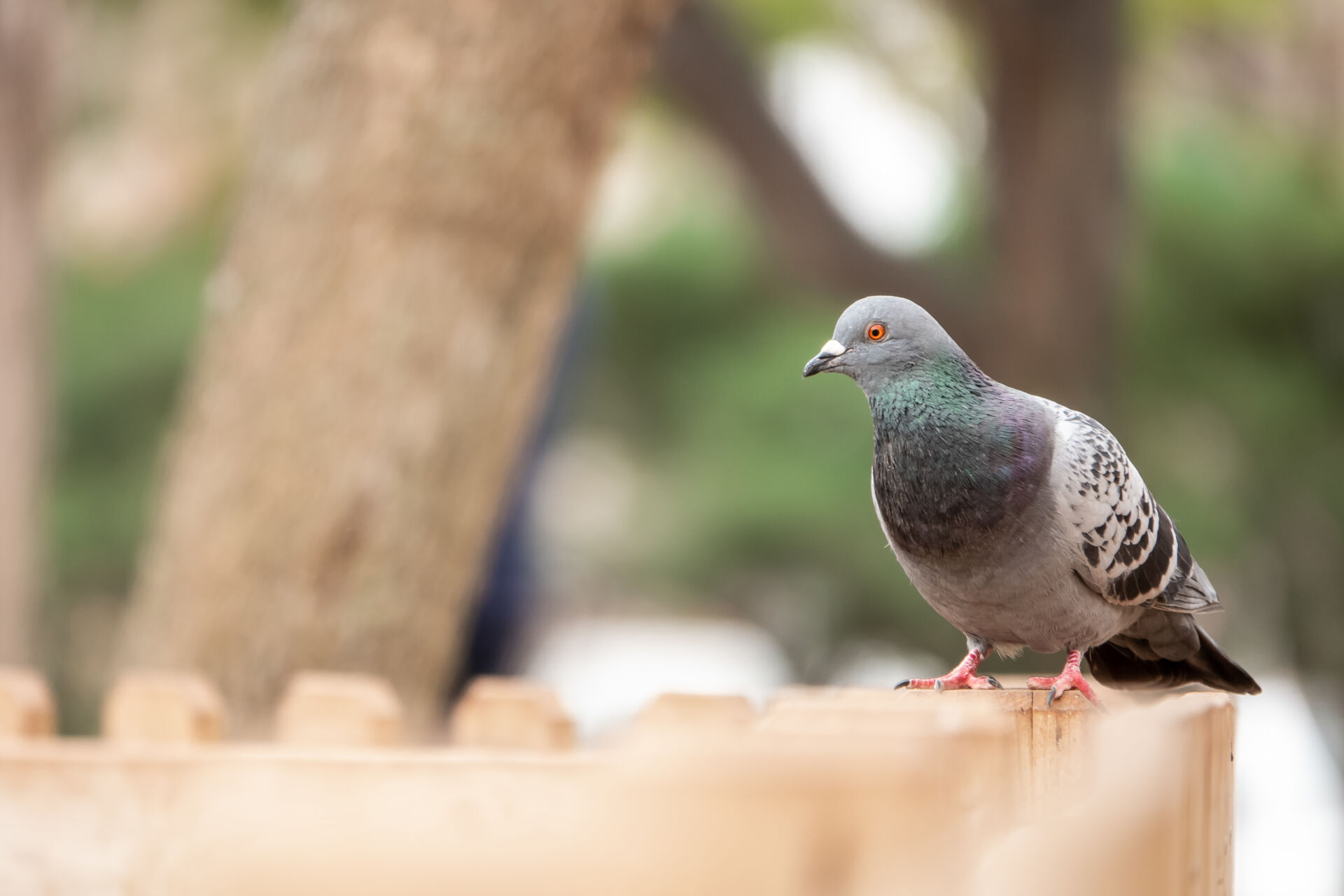 Blitz Vermin Control pigeon control