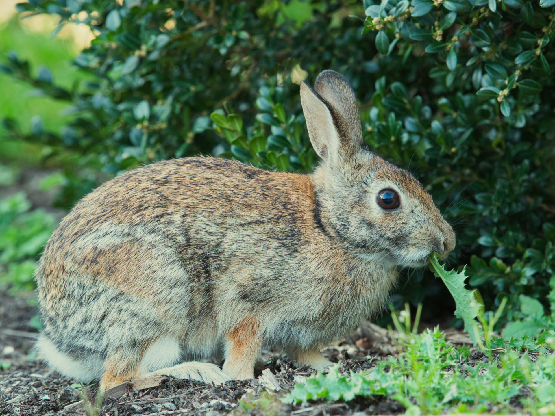 Rabbit control service Kent