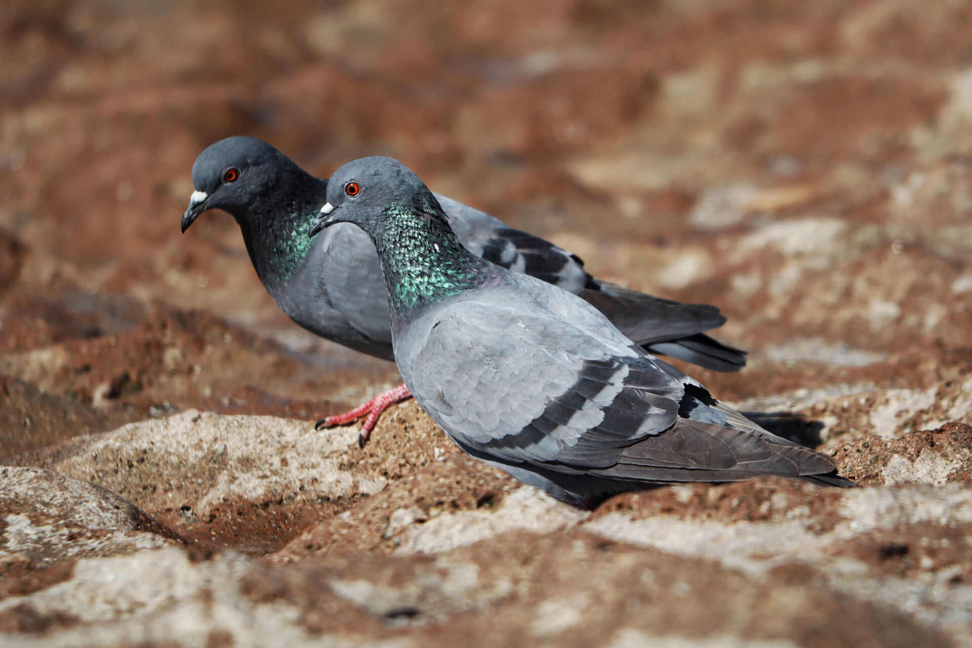 Pigeon management for farms