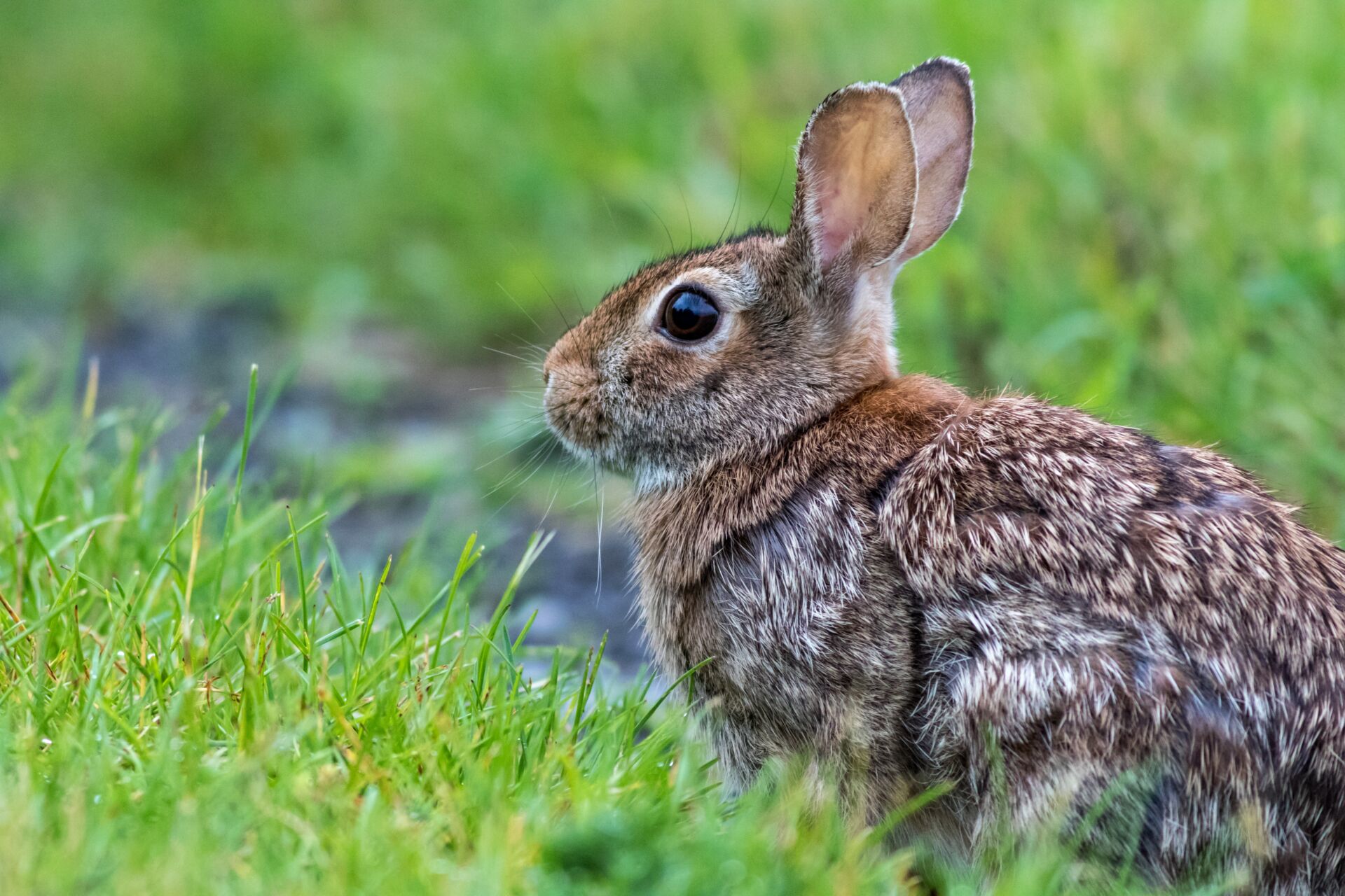 Rabbit pest management for golf courses