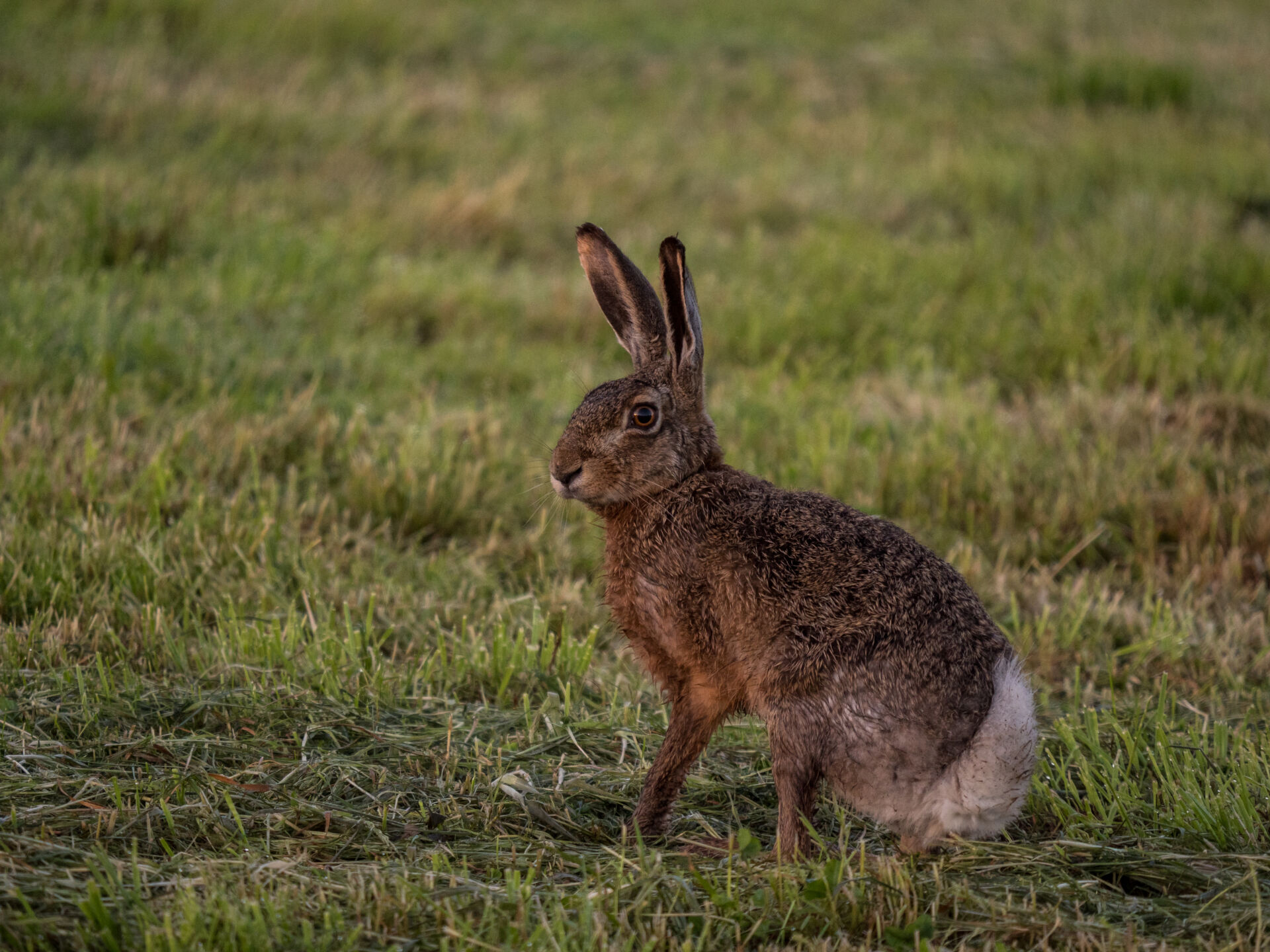 Rabbit control for rural estates