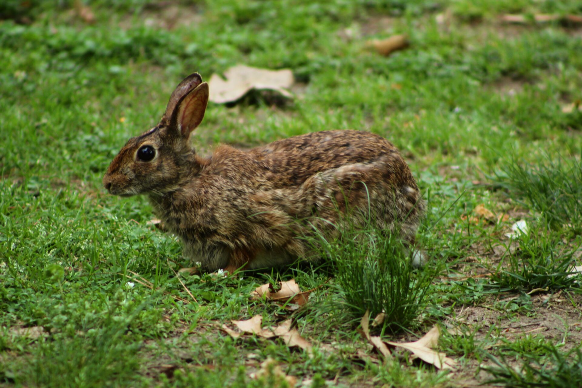 Pest control for rabbit damage prevention